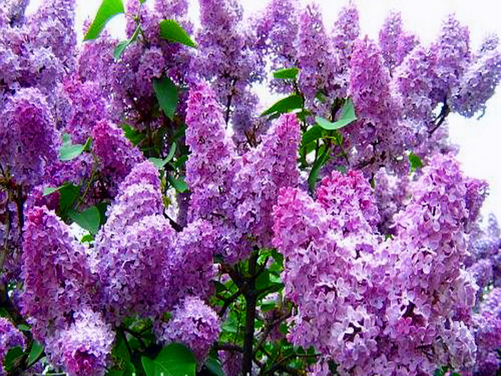 lilac wallpaper,flower,flowering plant,lilac,plant,purple