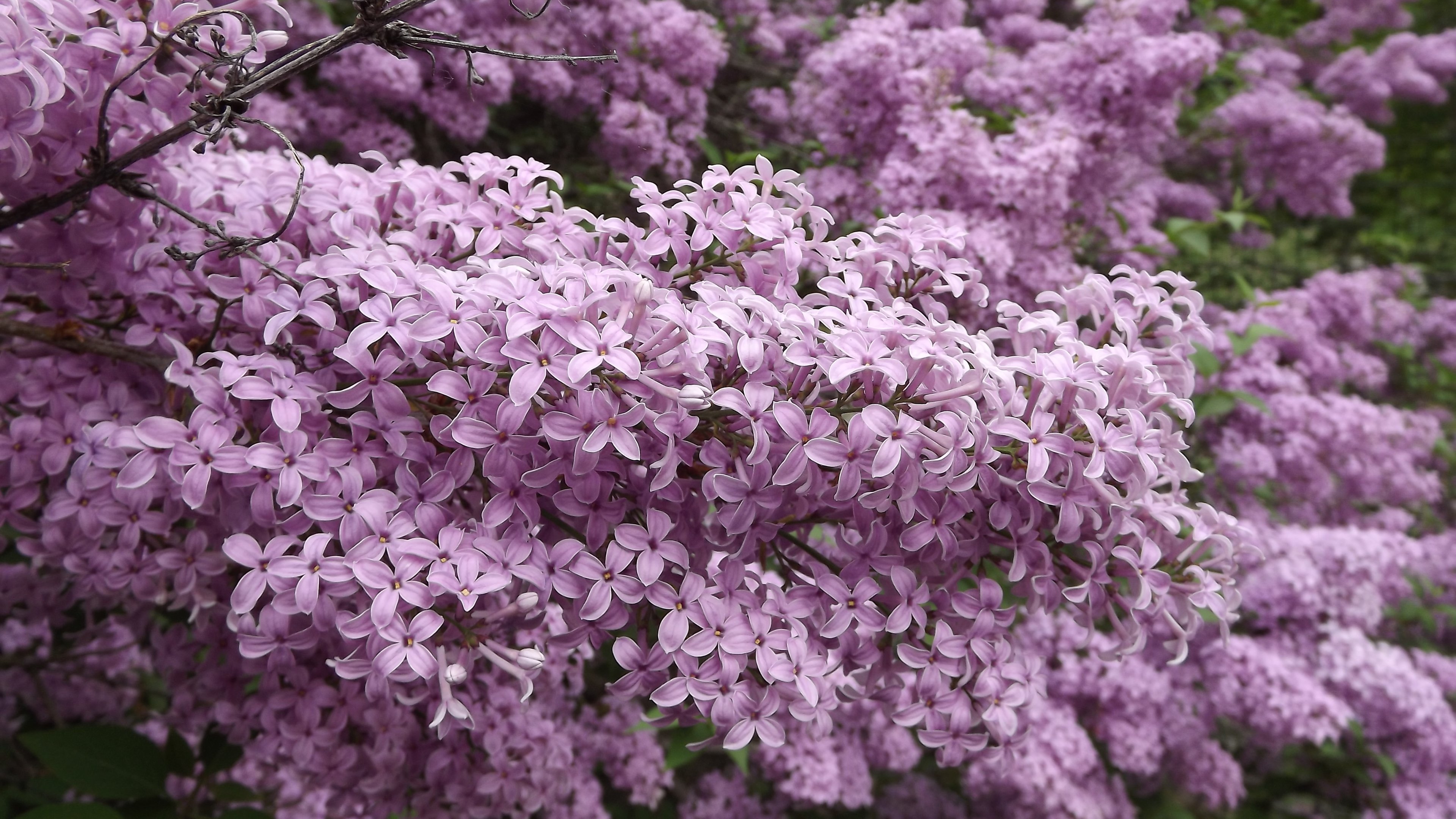 lilac wallpaper,flower,lilac,purple,lilac,plant
