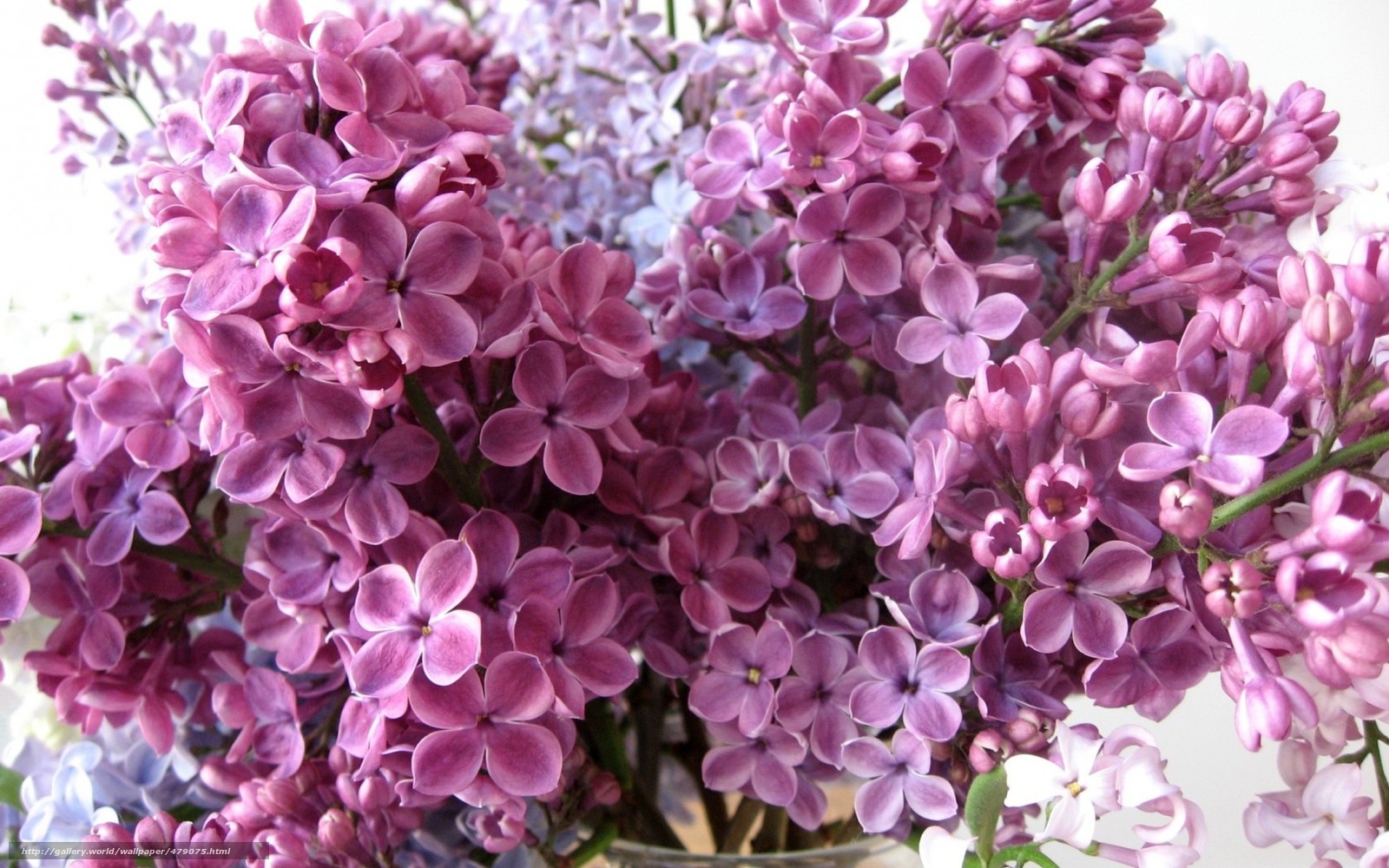 lilac wallpaper,flower,flowering plant,lilac,plant,lilac