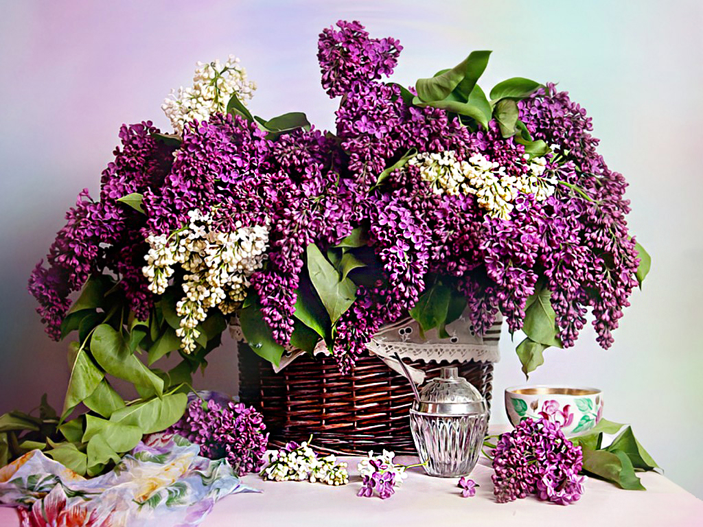 lilac wallpaper,flower,lilac,lilac,purple,cut flowers