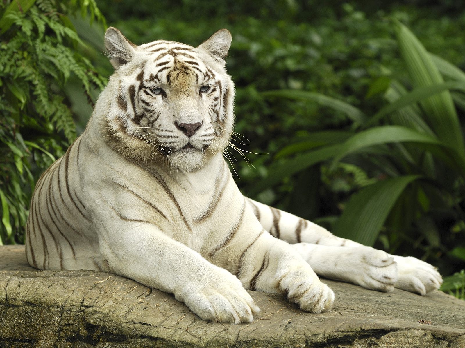 white tiger wallpaper,tiger,mammal,vertebrate,bengal tiger,wildlife