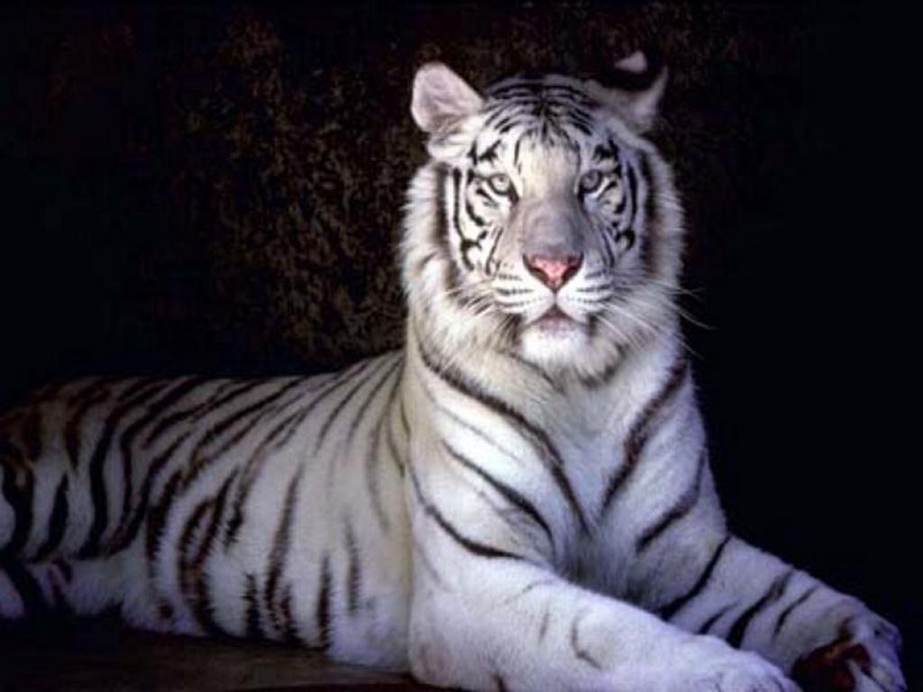 white tiger wallpaper,tiger,mammal,vertebrate,bengal tiger,wildlife