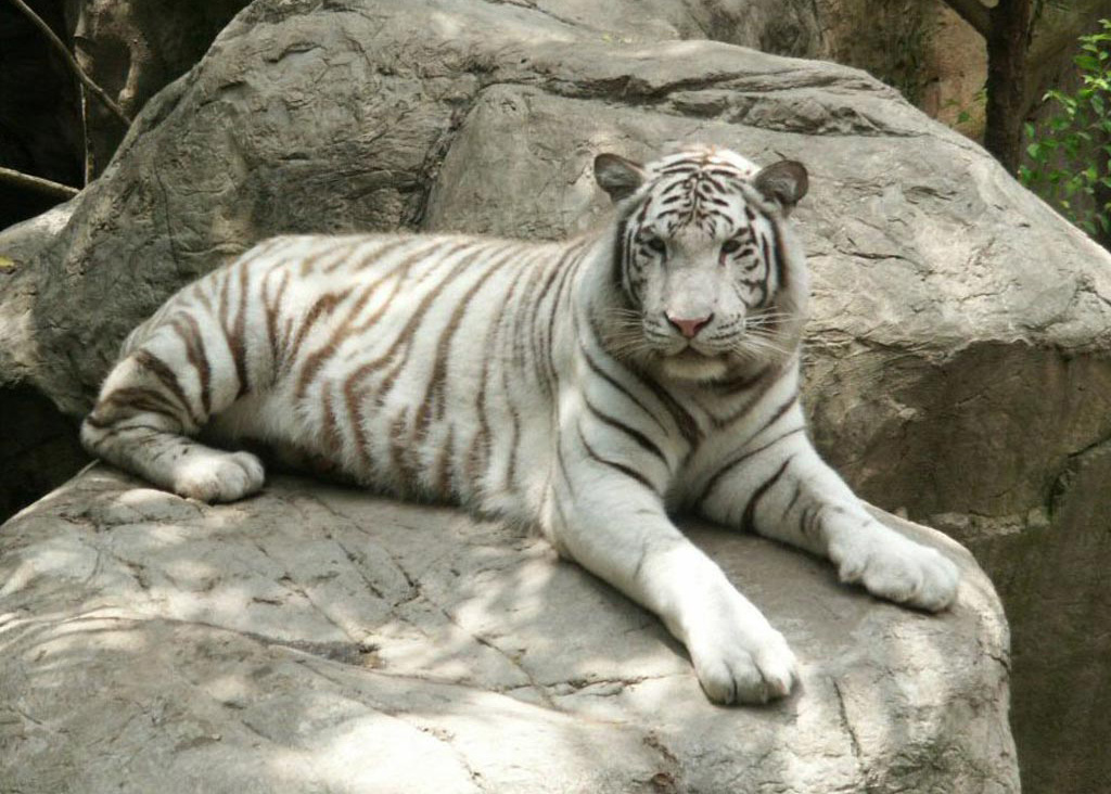 white tiger wallpaper,tiger,mammal,vertebrate,bengal tiger,felidae