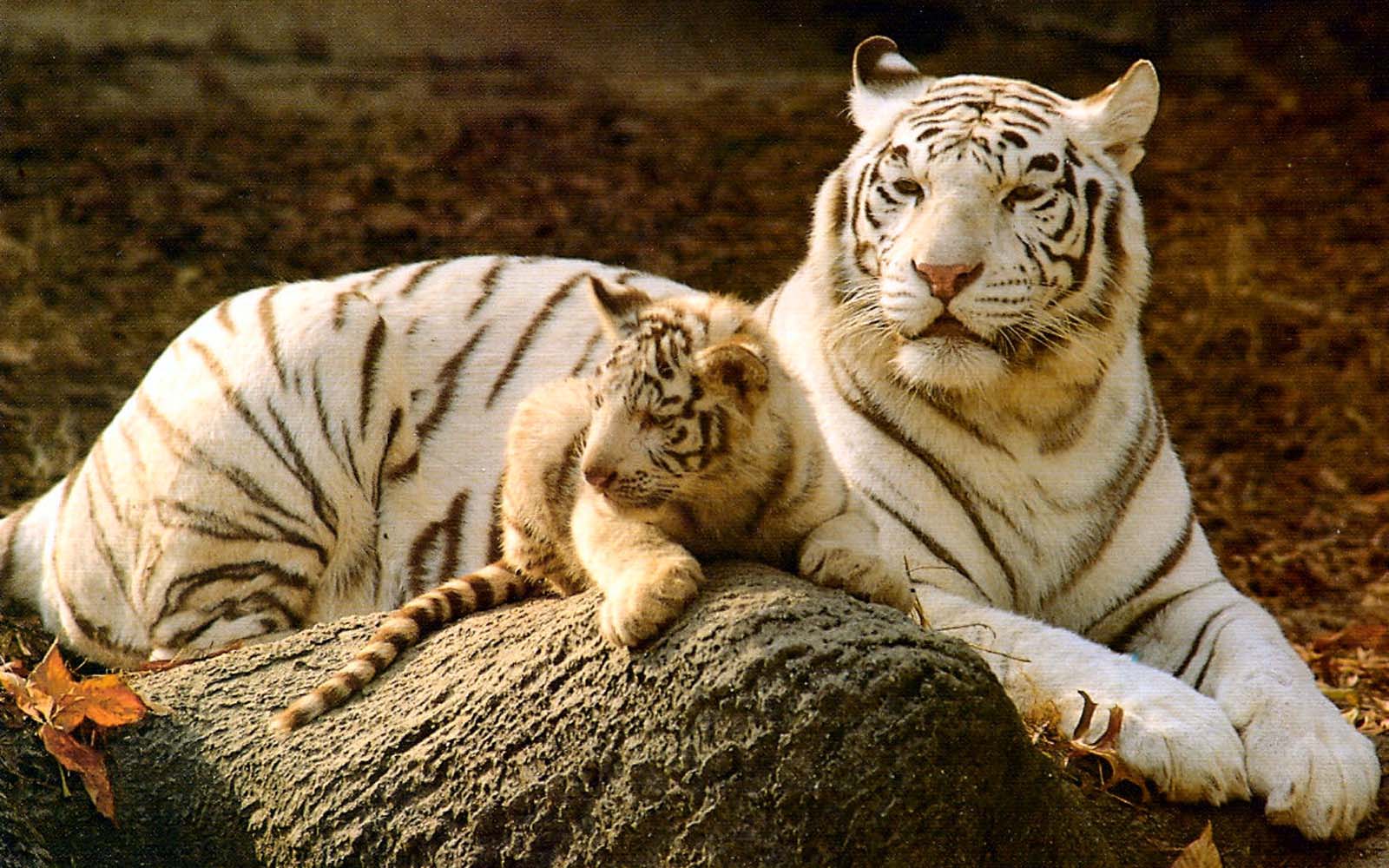 white tiger wallpaper,tiger,mammal,vertebrate,bengal tiger,wildlife