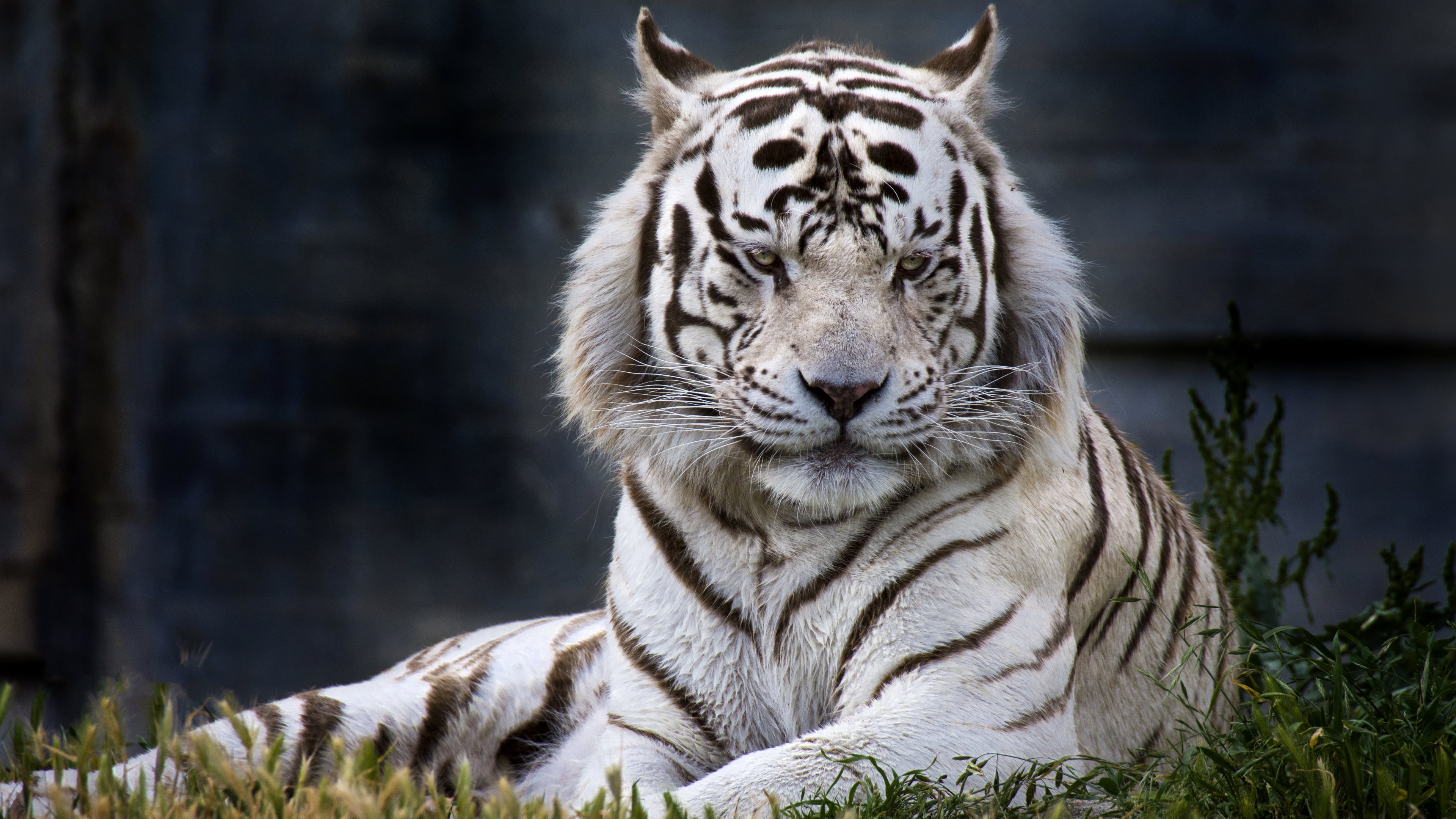 白虎の壁紙,虎,野生動物,ベンガルトラ,シベリアンタイガー,ネコ科