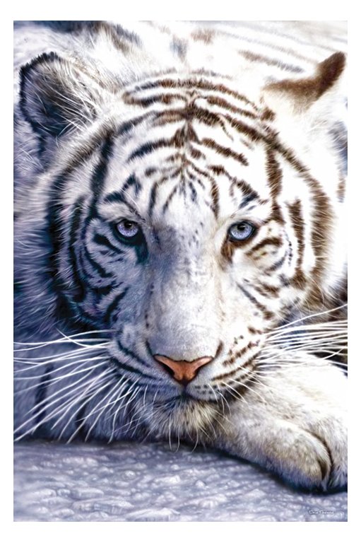 white tiger wallpaper,tiger,mammal,vertebrate,bengal tiger,wildlife