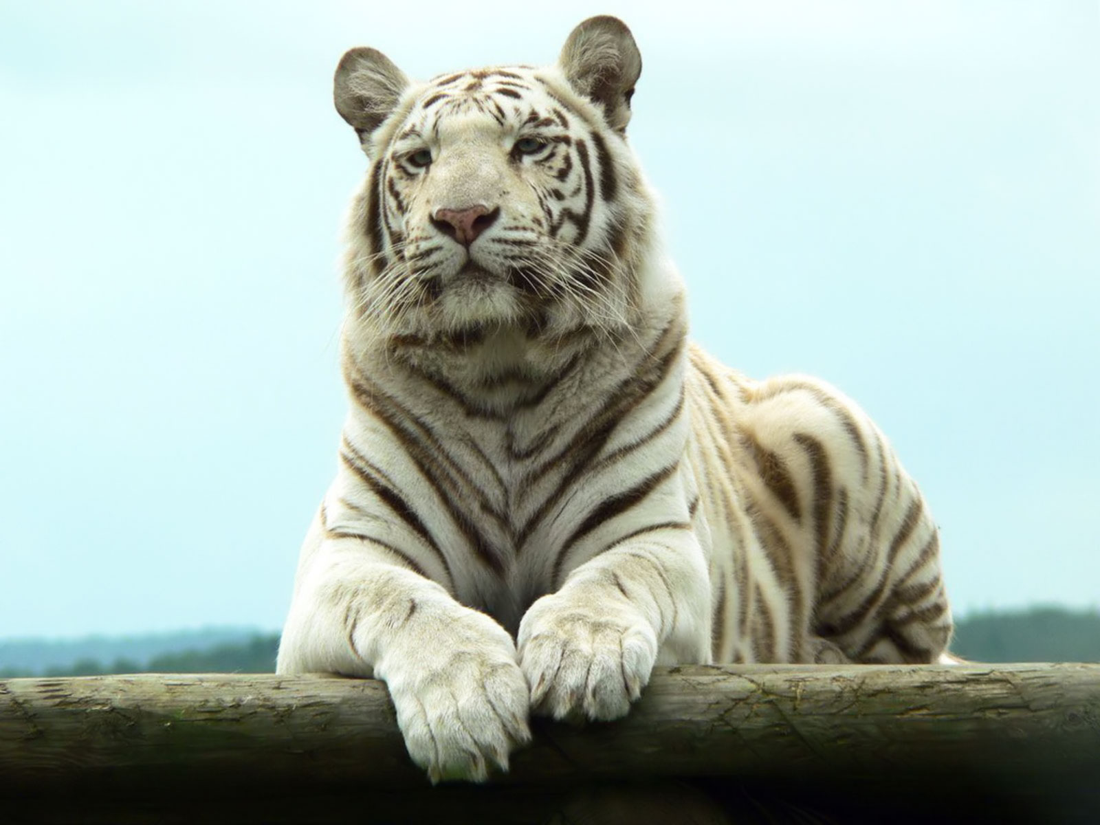 papier peint tigre blanc,tigre,tigre du bengale,félidés,tigre de sibérie,faune