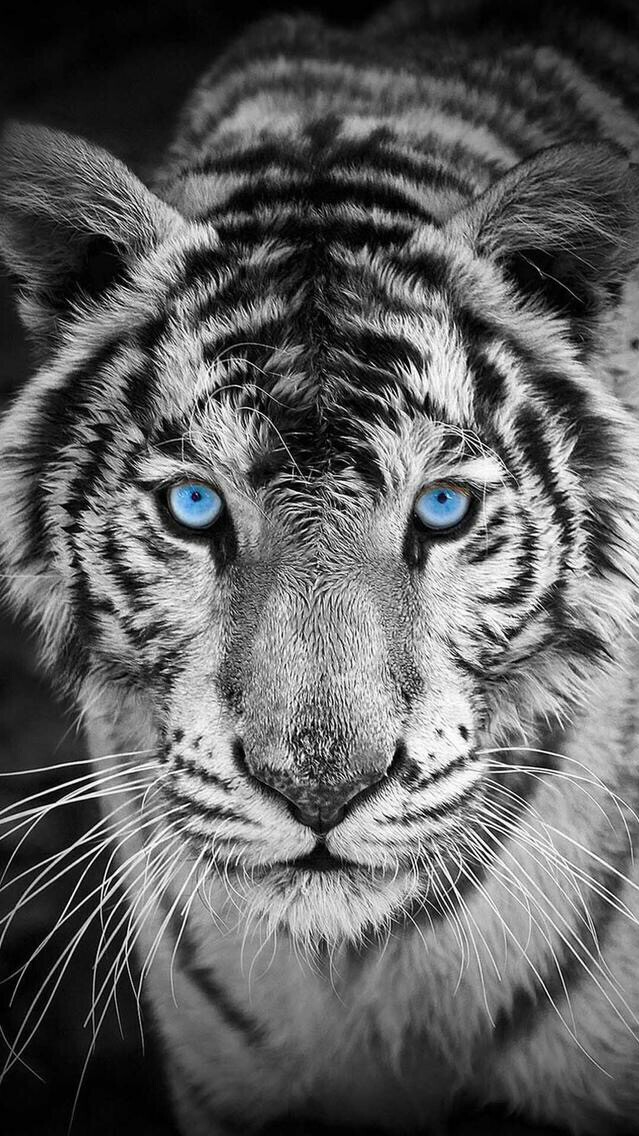 papier peint tigre blanc,tigre du bengale,tigre,moustaches,faune,félidés