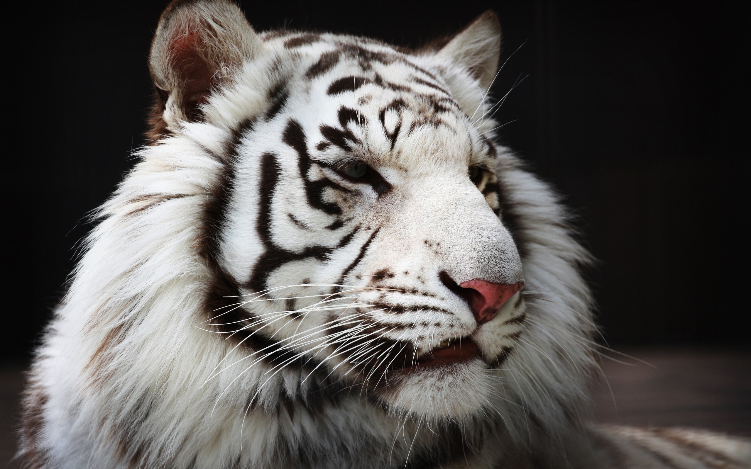 白虎の壁紙,虎,ベンガルトラ,野生動物,ネコ科,ひげ