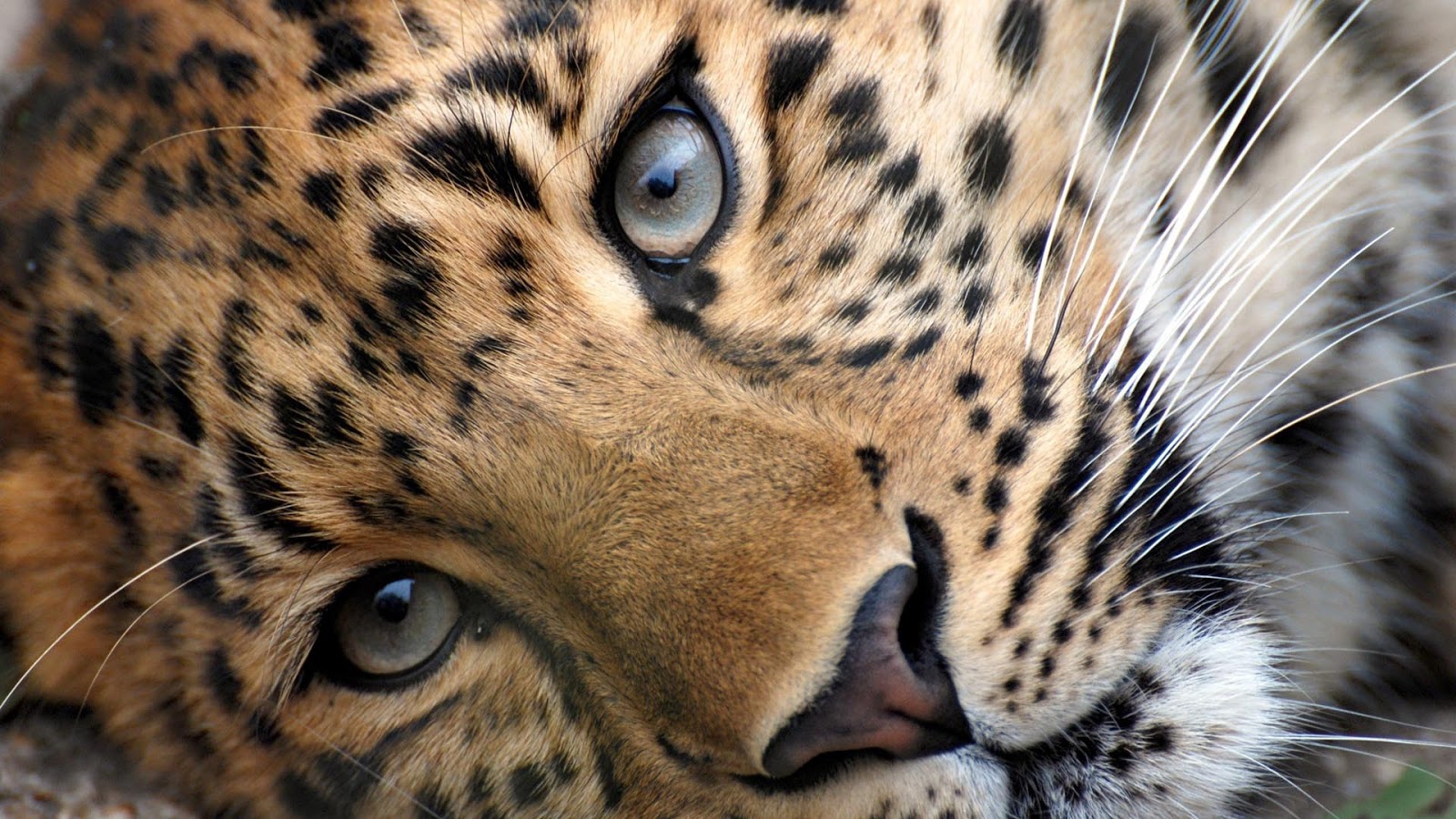 leoparden tapete,landtier,tierwelt,schnurrhaare,leopard,felidae