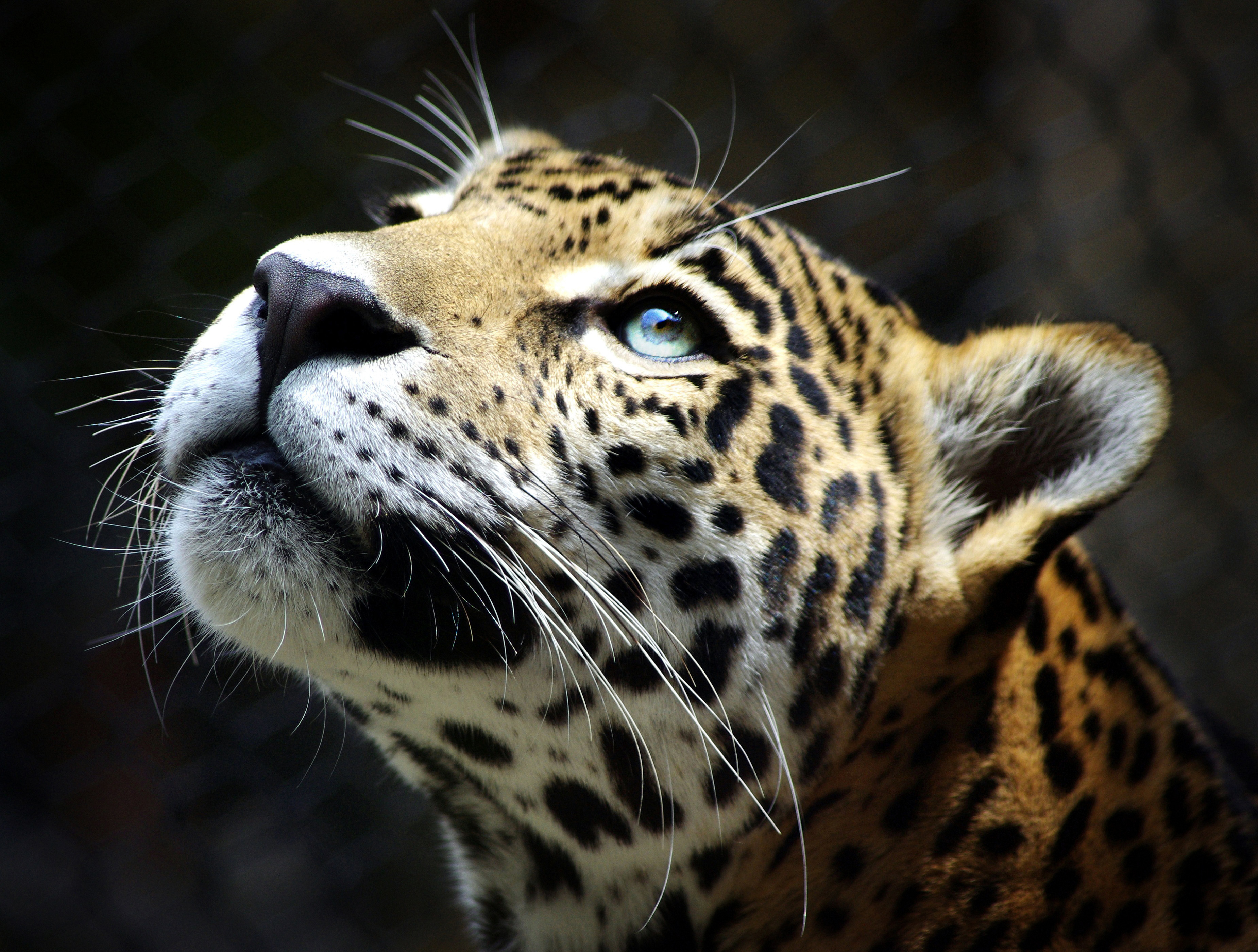 papier peint léopard,animal terrestre,faune,jaguar,léopard,moustaches