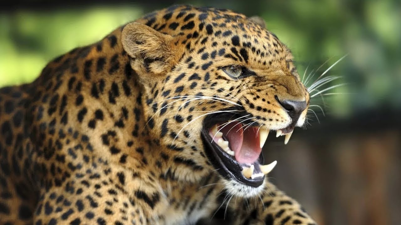 leopard wallpaper,terrestrial animal,mammal,wildlife,vertebrate,jaguar