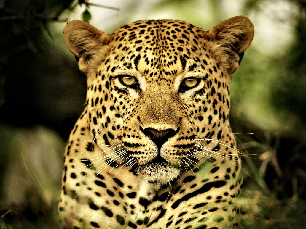 leoparden tapete,landtier,tierwelt,leopard,jaguar,felidae