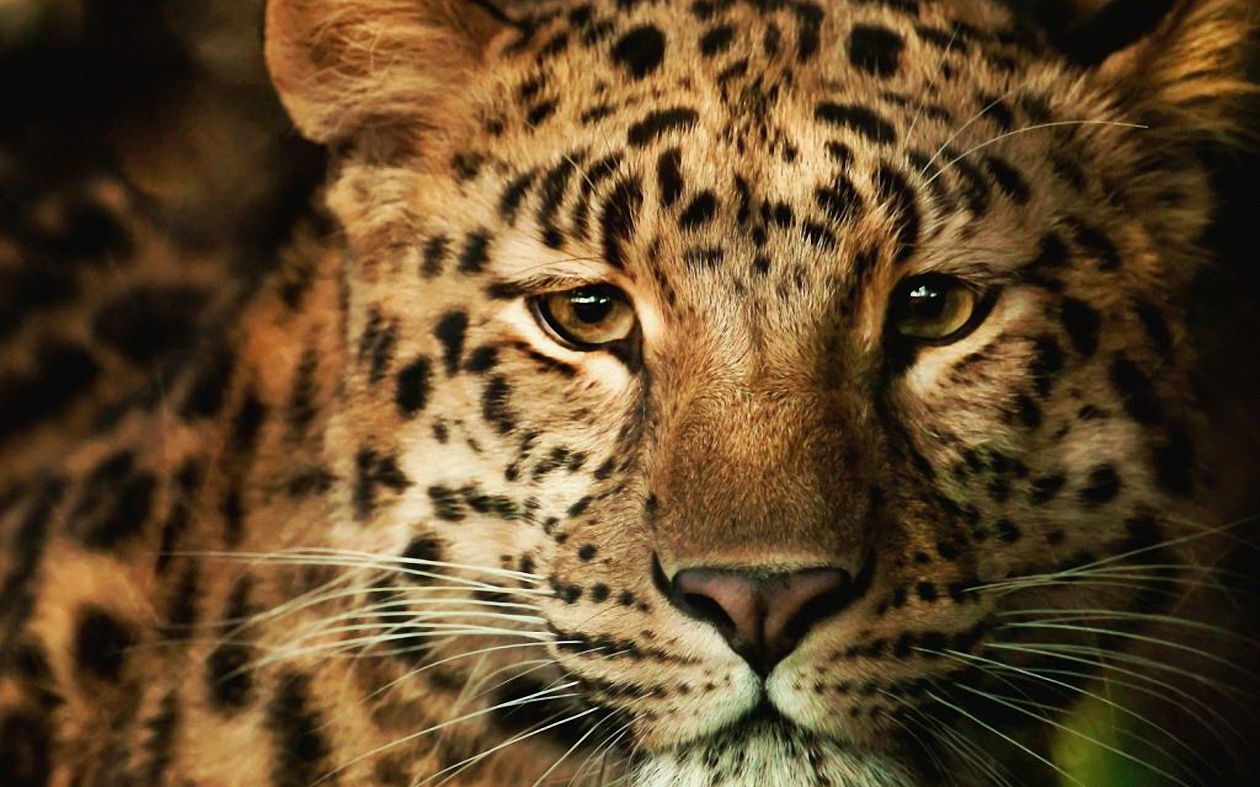 papel pintado de leopardo,animal terrestre,fauna silvestre,bigotes,leopardo,felidae