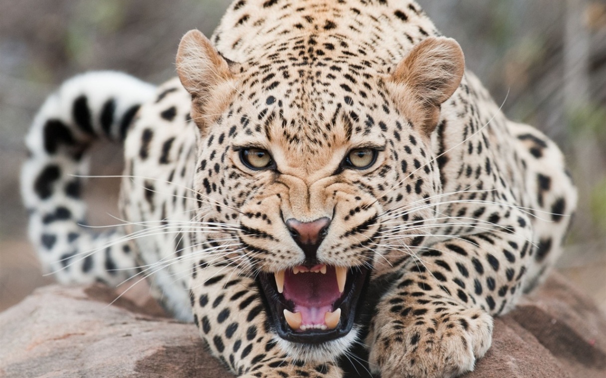 carta da parati leopardo,animale terrestre,natura,leopardo,felidae,giaguaro