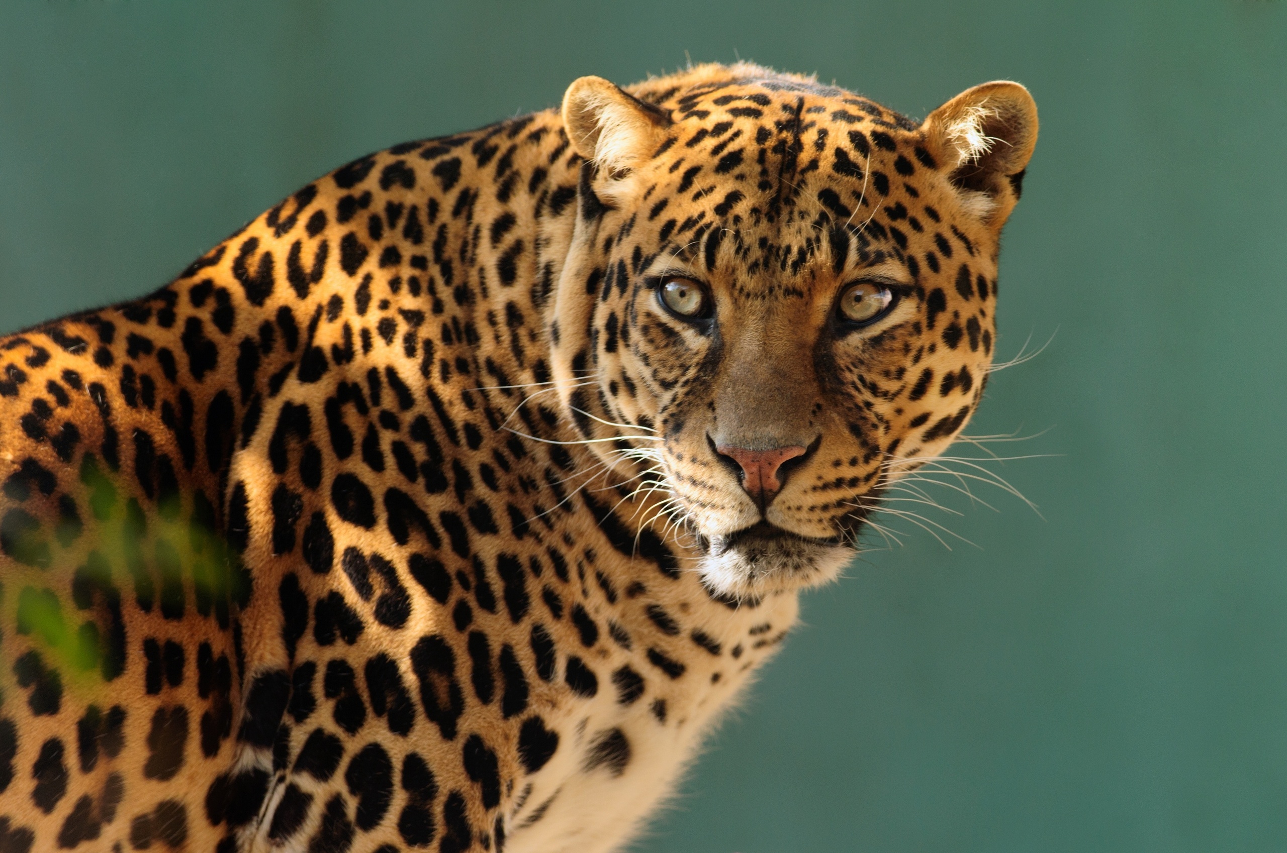 papier peint léopard,animal terrestre,faune,jaguar,léopard,moustaches