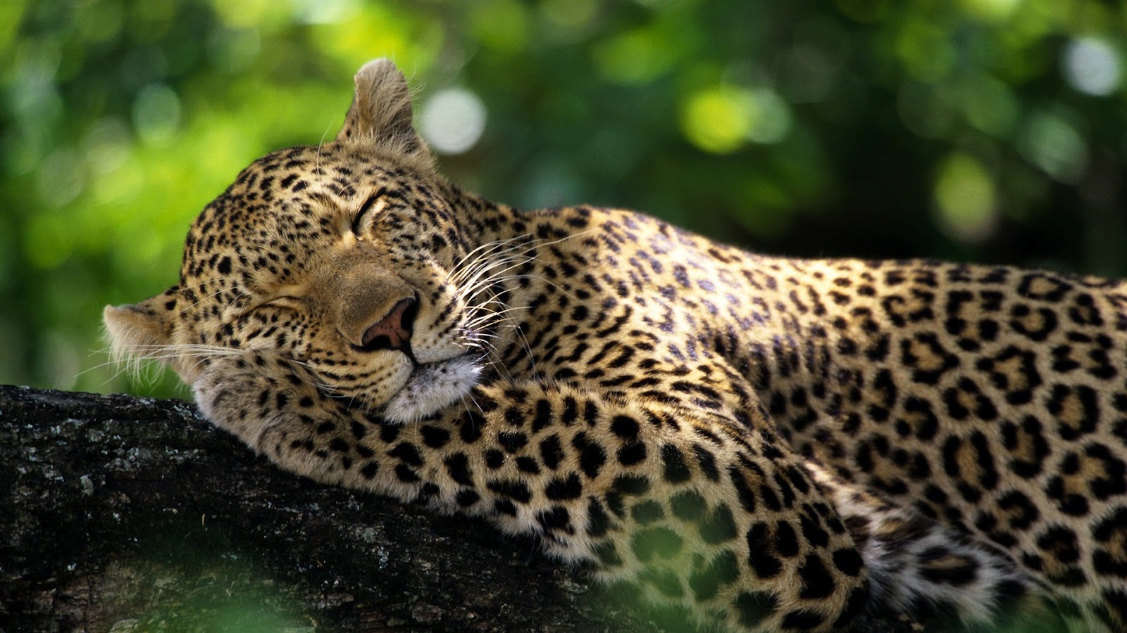papier peint léopard,animal terrestre,faune,léopard,jaguar,félidés