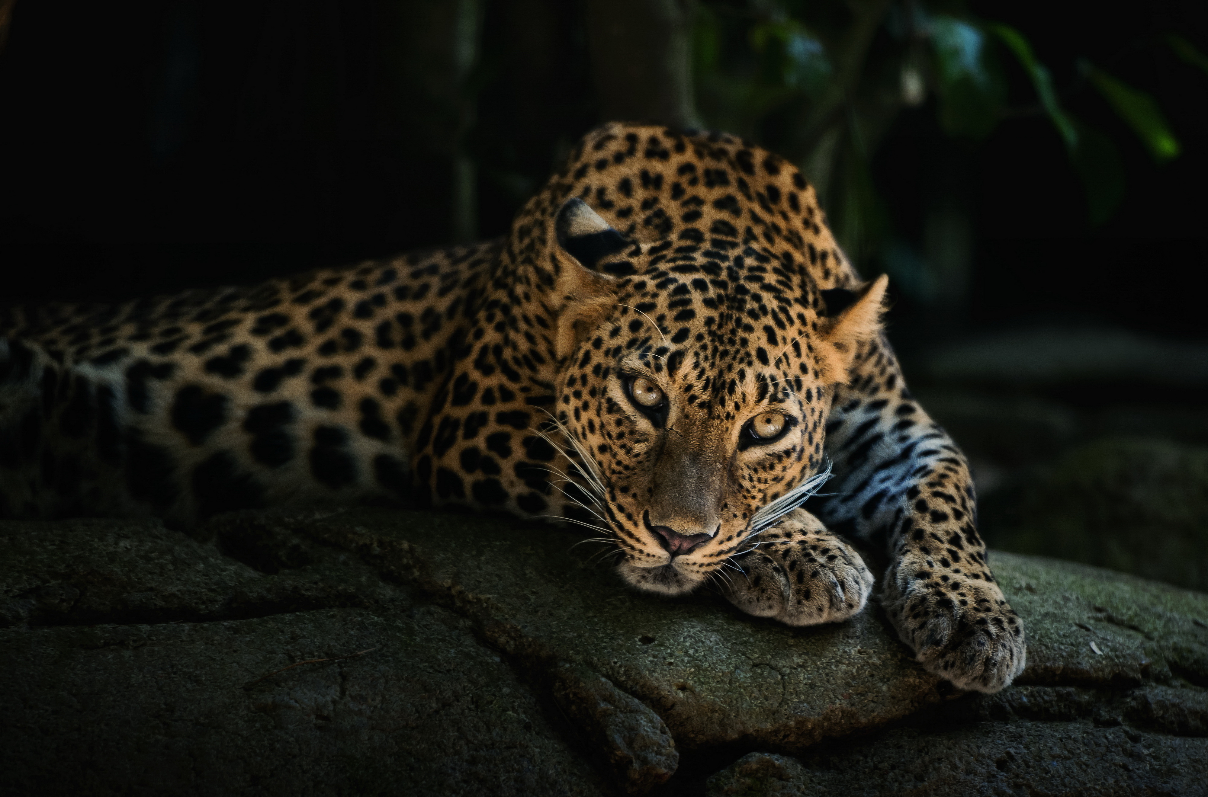 papier peint léopard,animal terrestre,jaguar,faune,félidés,léopard