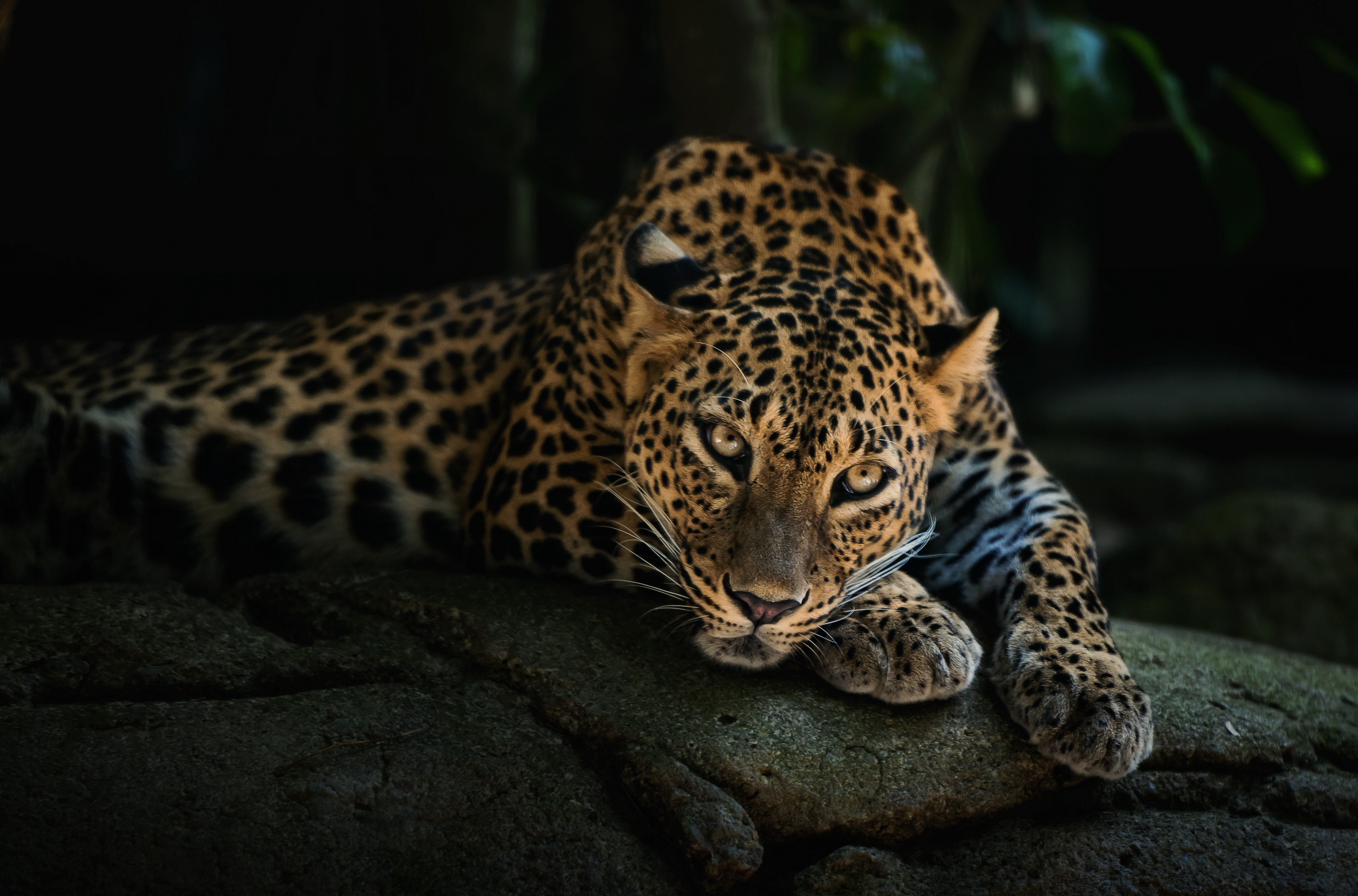 ヒョウの壁紙,陸生動物,ジャガー,野生動物,ネコ科,ヒョウ