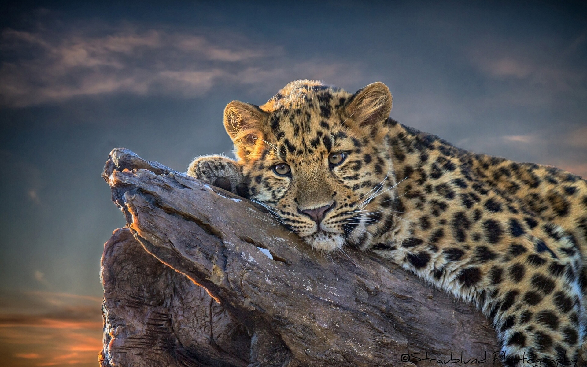 carta da parati leopardo,animale terrestre,natura,leopardo,felidae,grandi gatti
