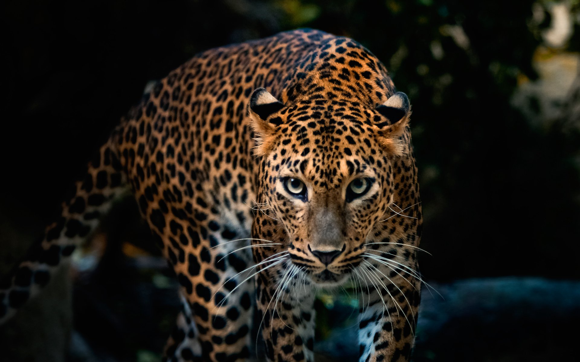 papel pintado de leopardo,animal terrestre,fauna silvestre,jaguar,leopardo,felidae