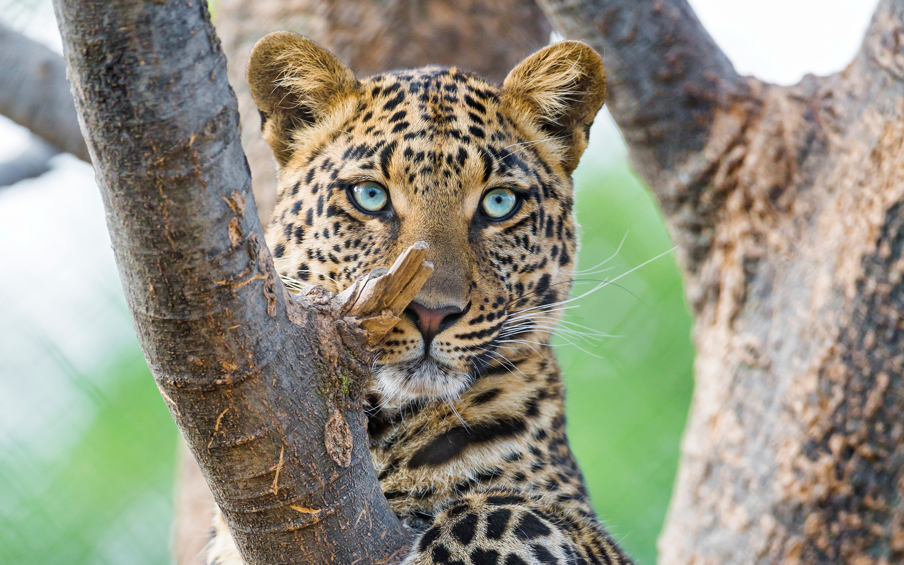 leoparden tapete,landtier,tierwelt,leopard,felidae,schnurrhaare