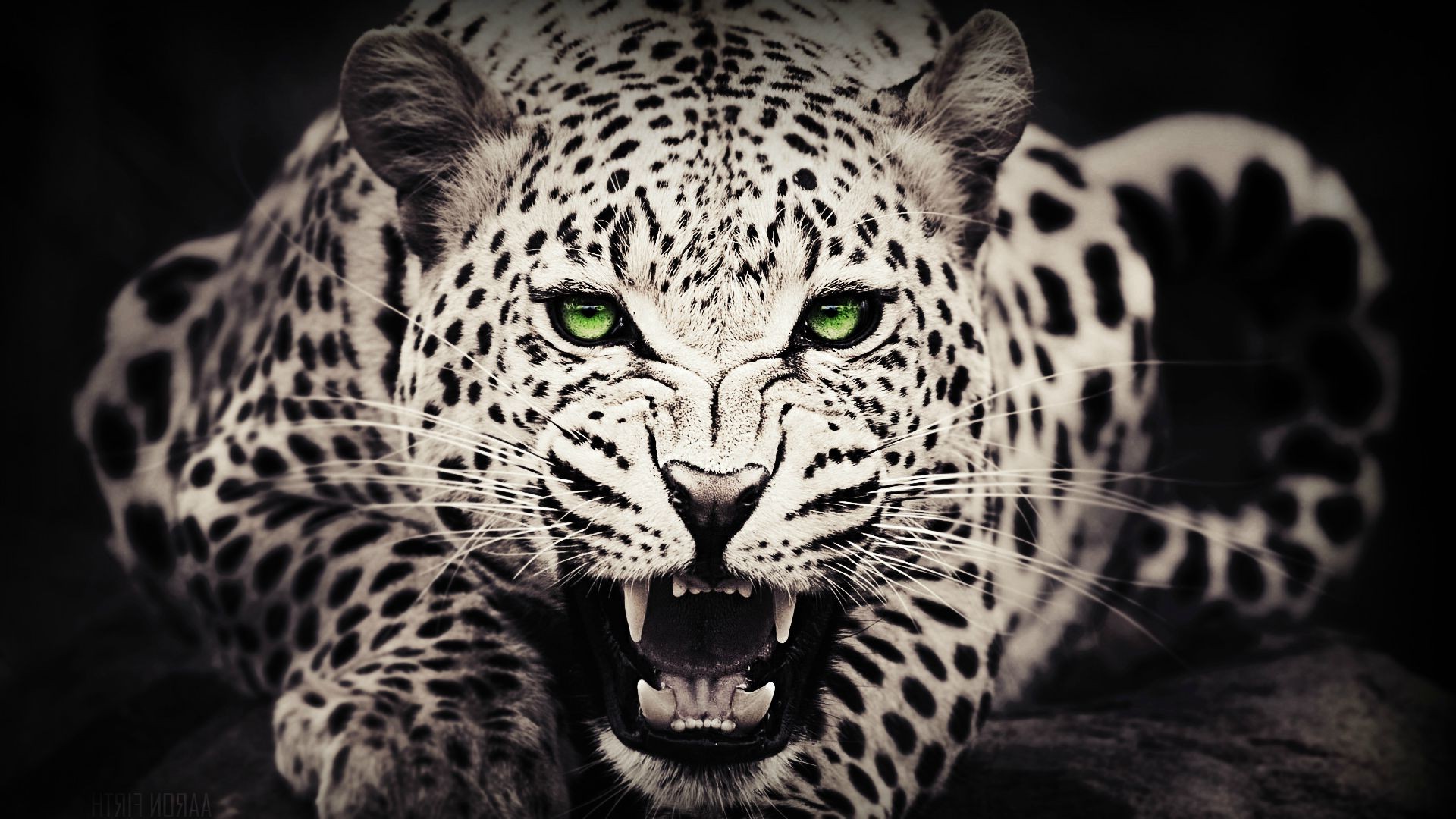 papier peint léopard,animal terrestre,faune,félidés,moustaches,jaguar