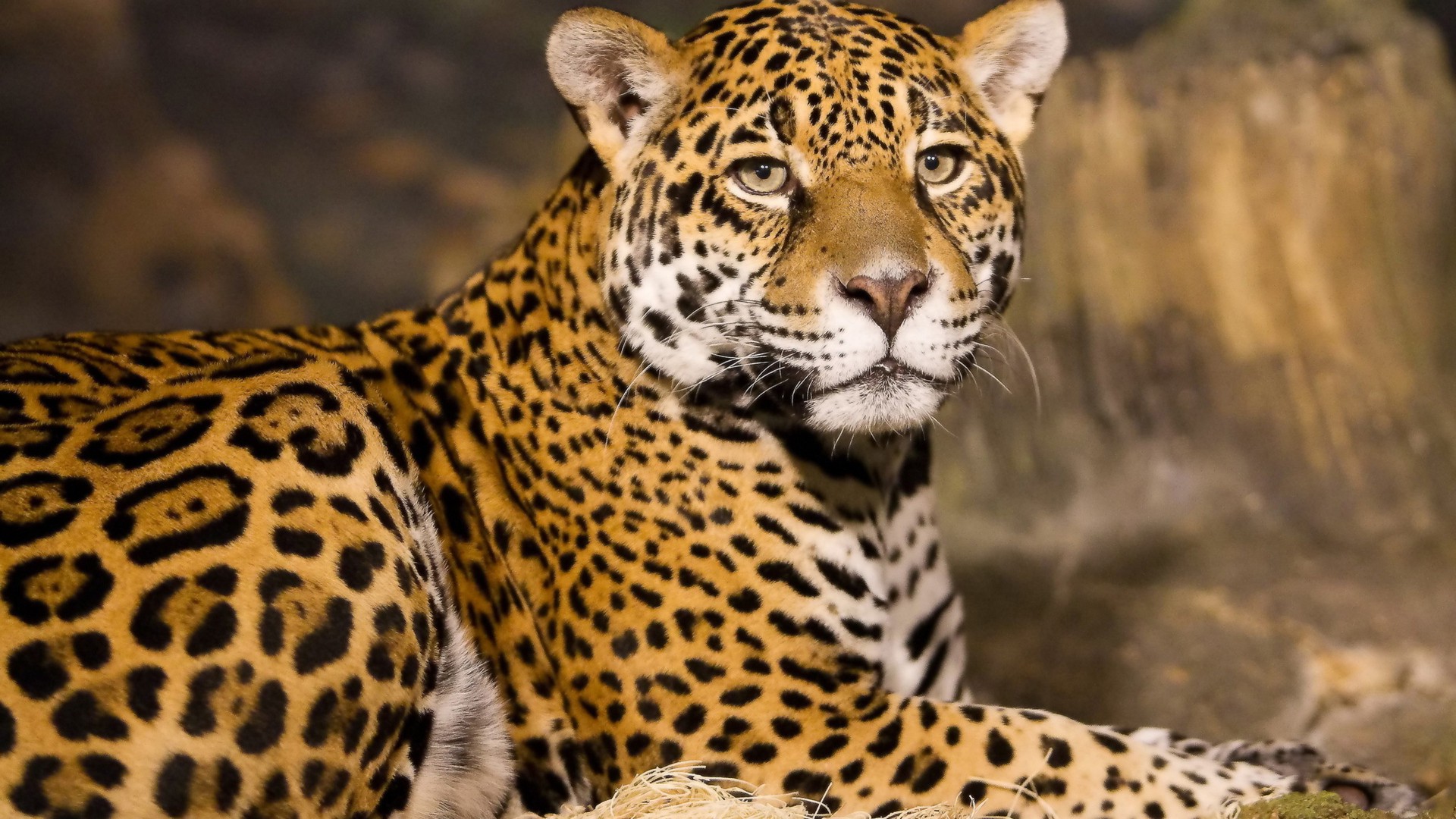 papier peint léopard,animal terrestre,faune,jaguar,félidés,léopard