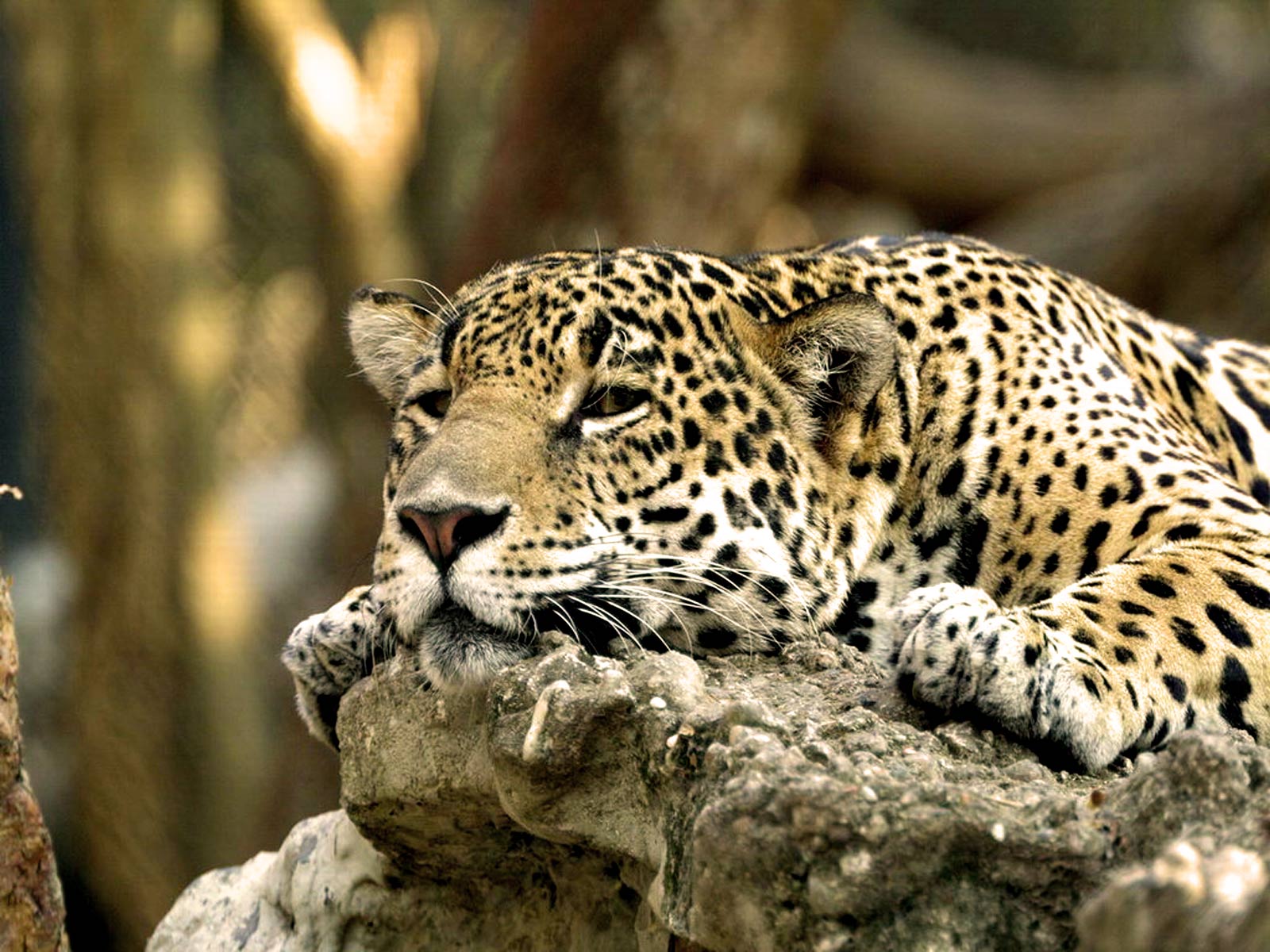 papier peint léopard,animal terrestre,faune,jaguar,léopard,félidés