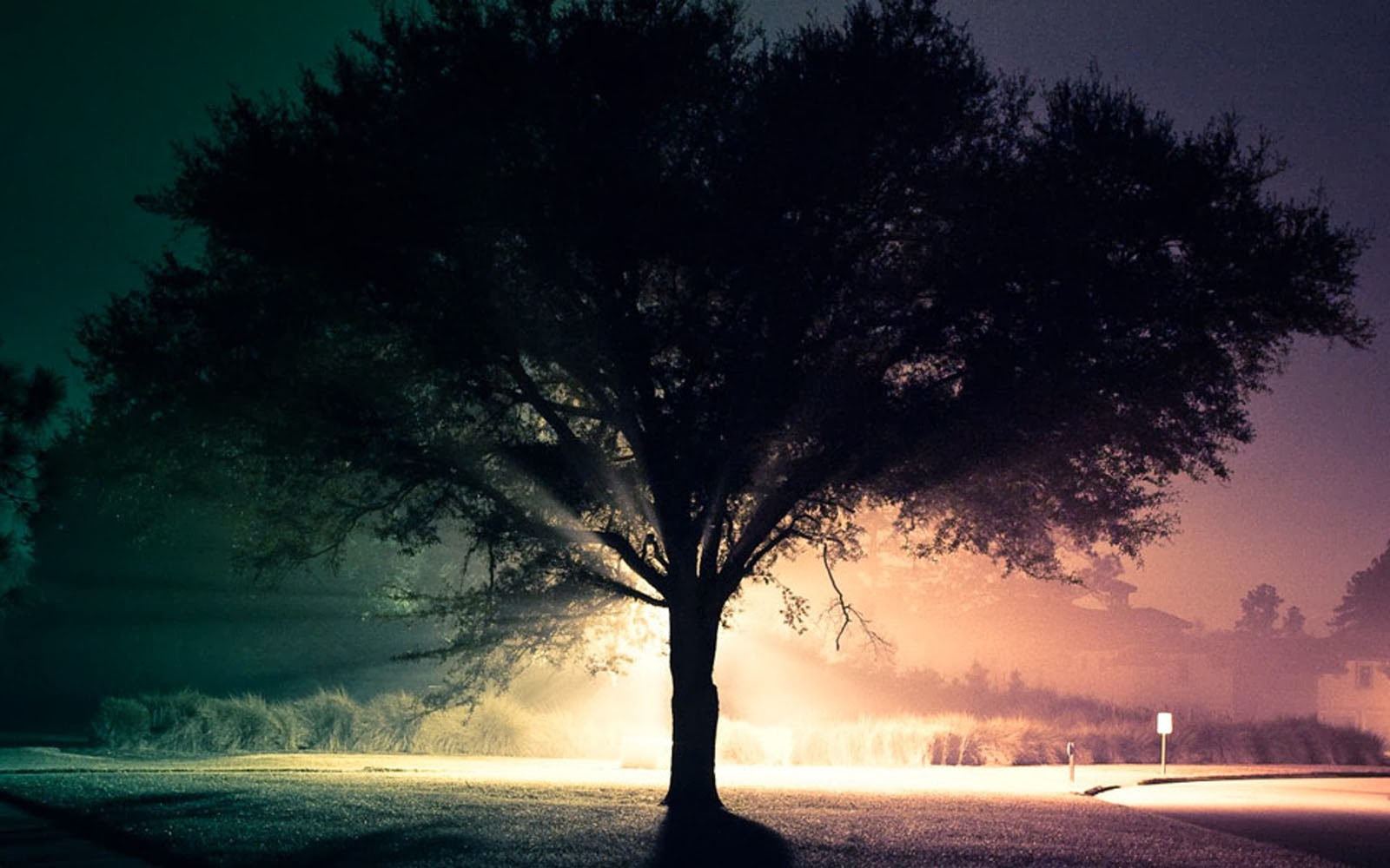 sfondo di sfondo del computer,cielo,albero,natura,paesaggio naturale,atmosfera