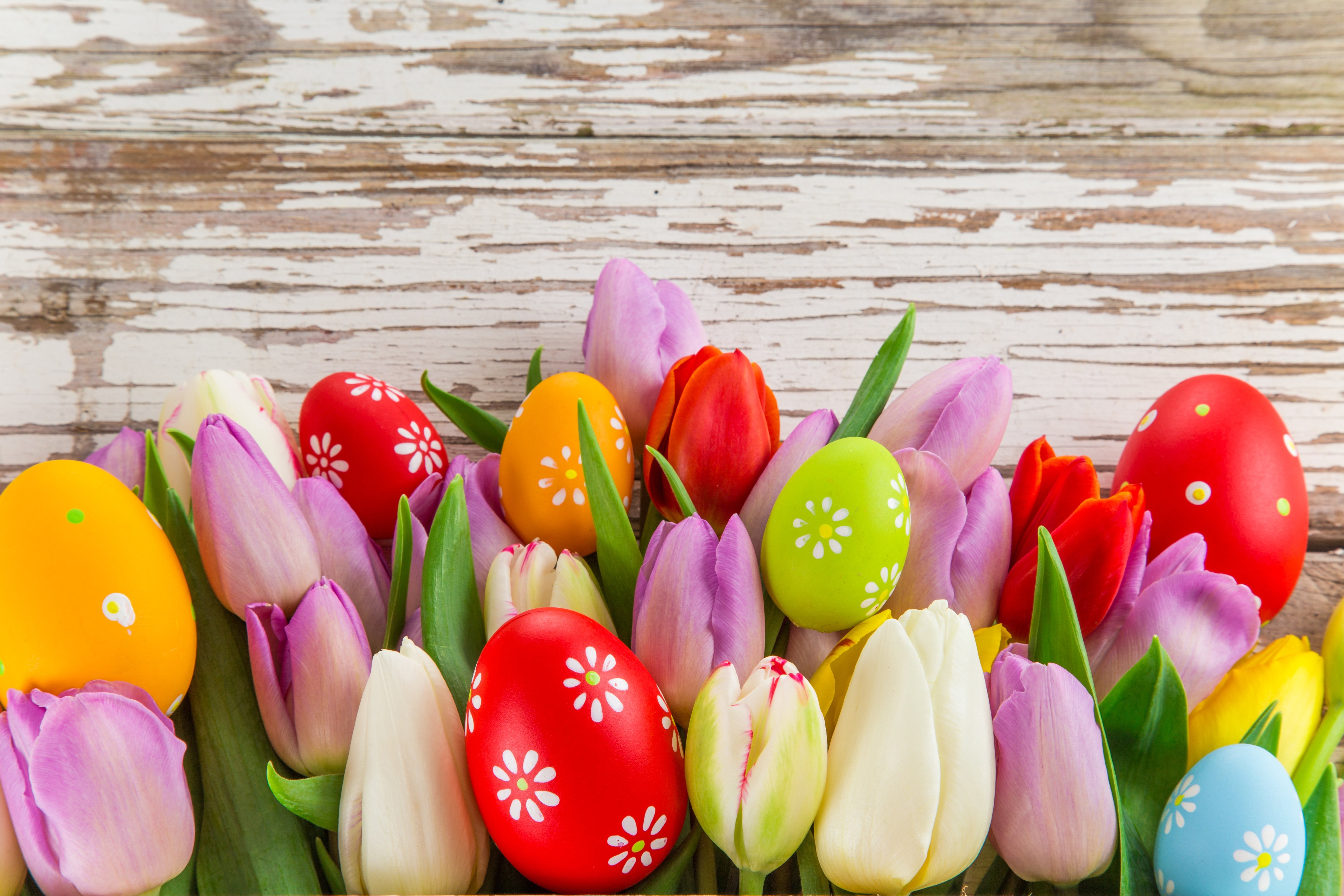 free easter wallpaper,tulip,flower,petal,plant,spring