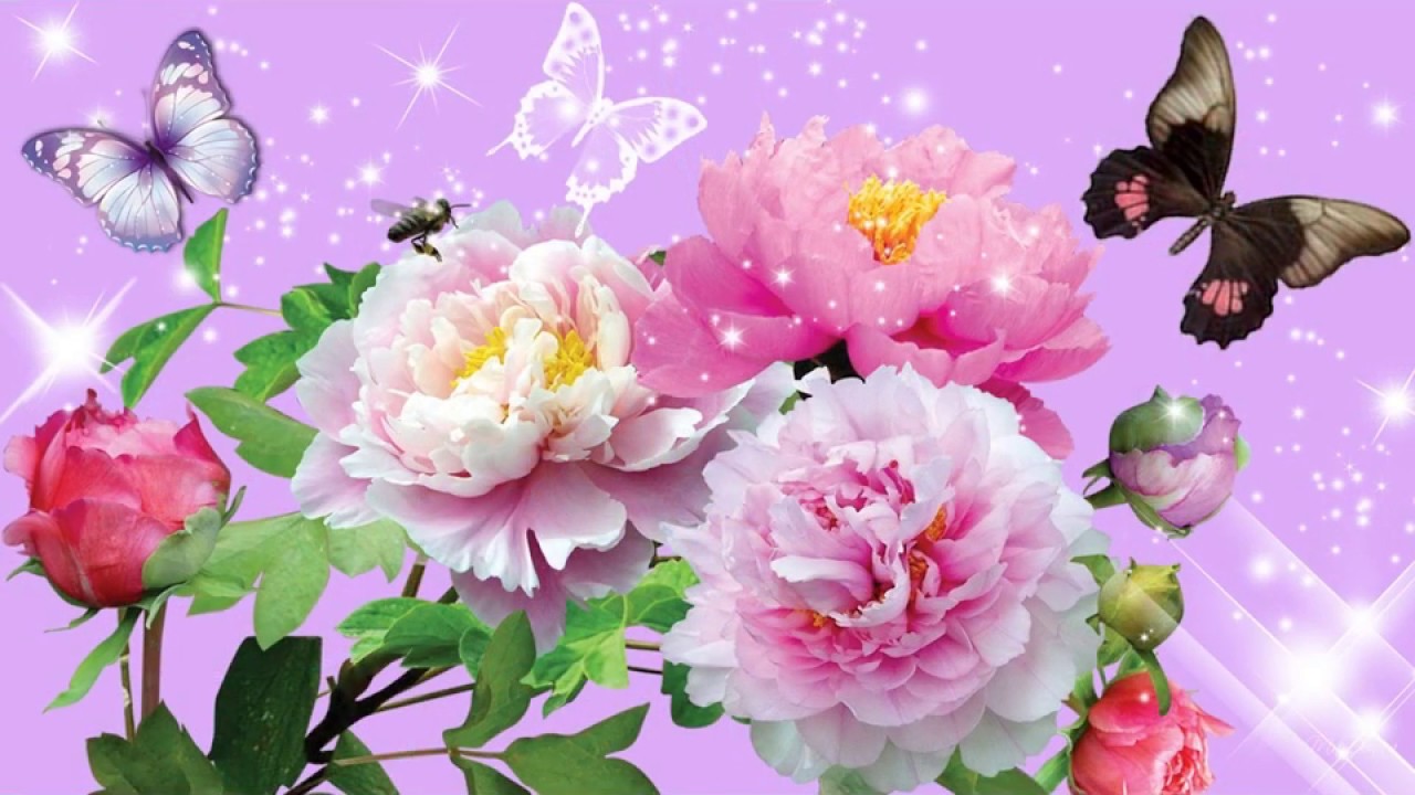 flor fondos de pantalla hd descargar gratis,flor,peonía común,peonía,planta floreciendo,planta