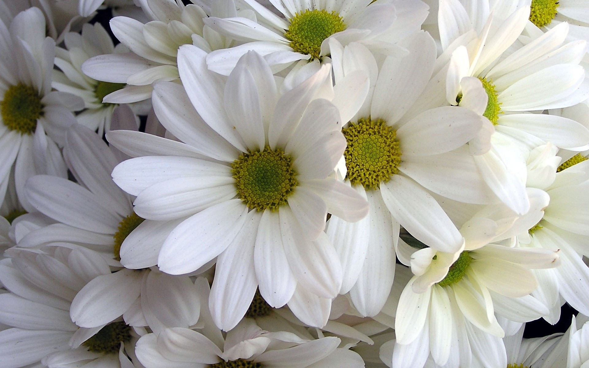 fond d'écran fleur hd téléchargement gratuit,fleur,plante à fleurs,blanc,pétale,fleurs coupées