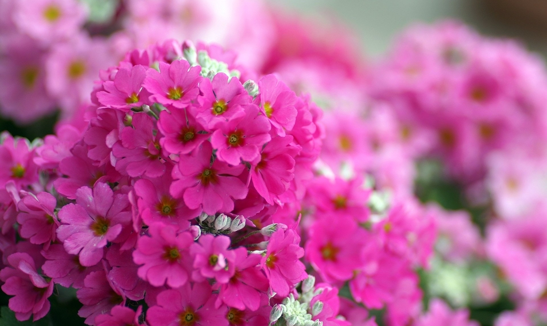 花の壁紙のhdダウンロード無料,花,開花植物,工場,ピンク,花弁