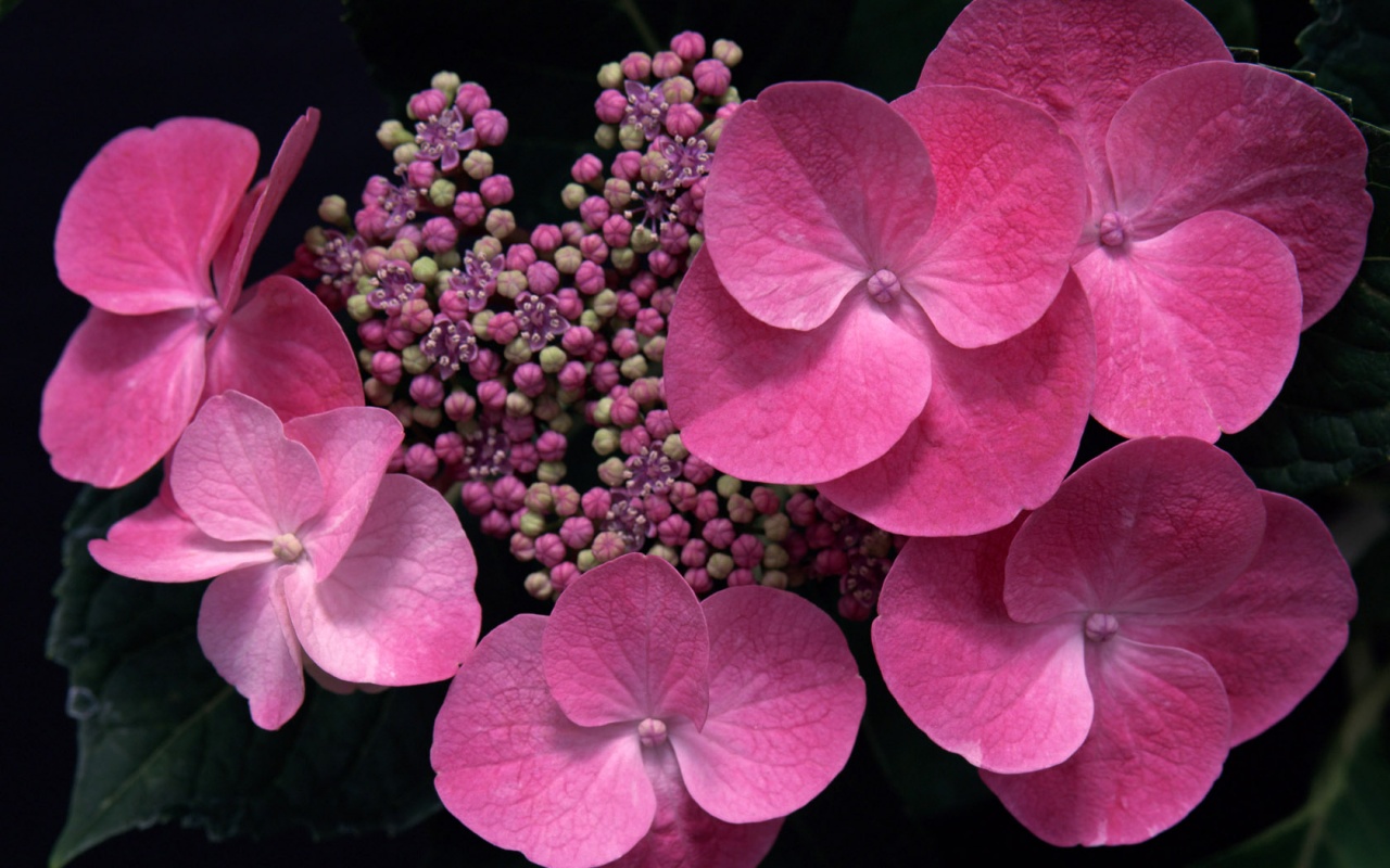 花の壁紙のhdダウンロード無料,花,開花植物,花弁,工場,ピンク
