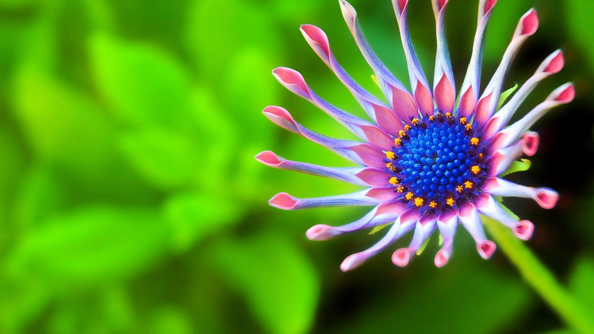 flor fondos de pantalla hd descargar gratis,verde,flor,fotografía macro,de cerca,pétalo