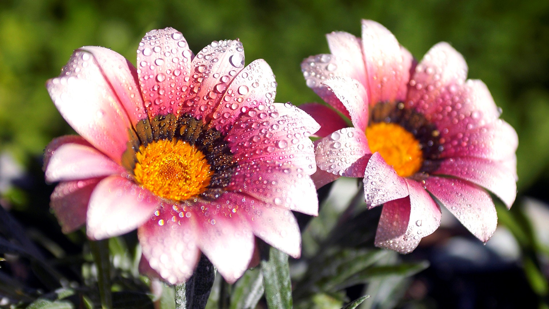 blumentapete hd kostenlos herunterladen,blume,blühende pflanze,blütenblatt,pflanze,gazania