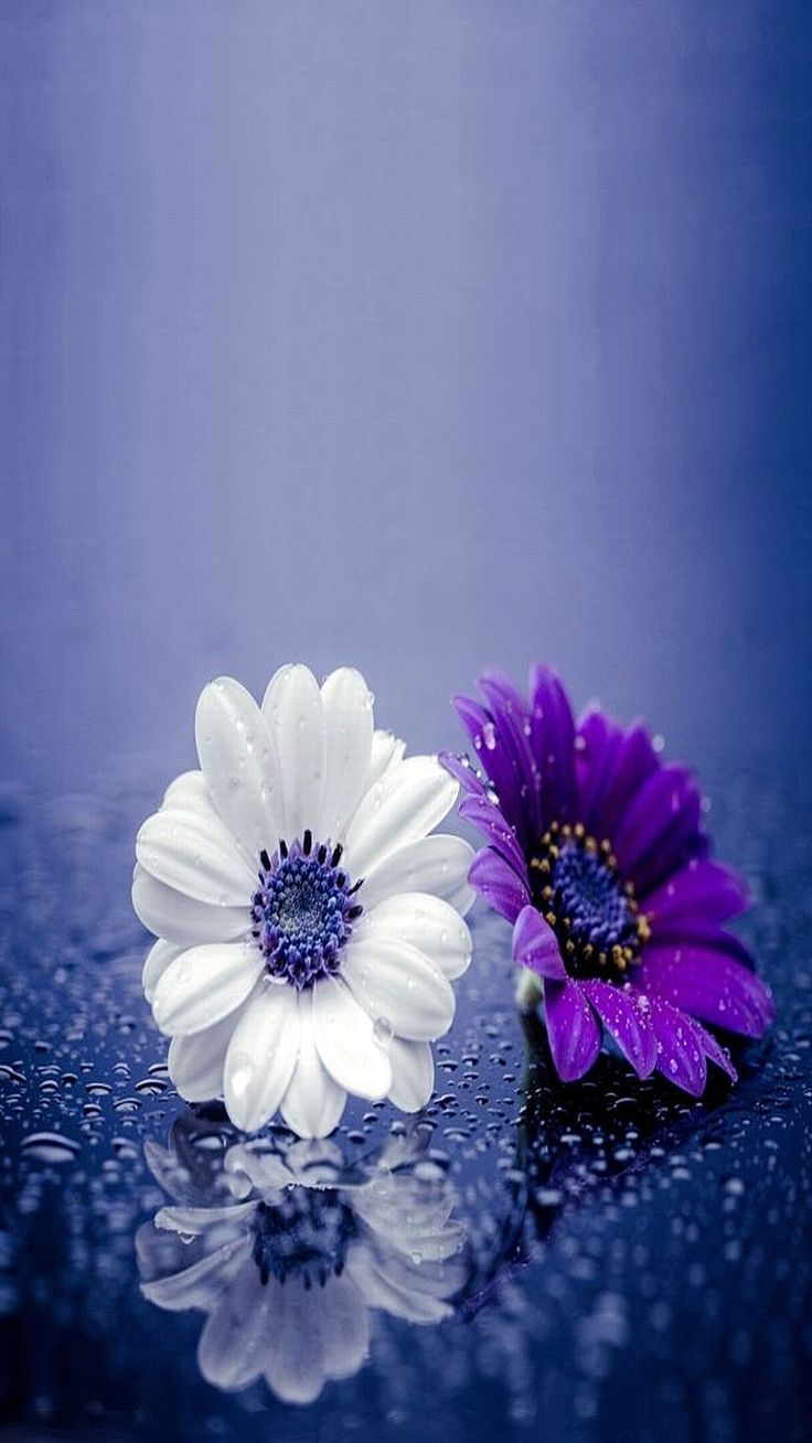 花の壁紙のhdダウンロード無料,バイオレット,花弁,紫の,青い,花