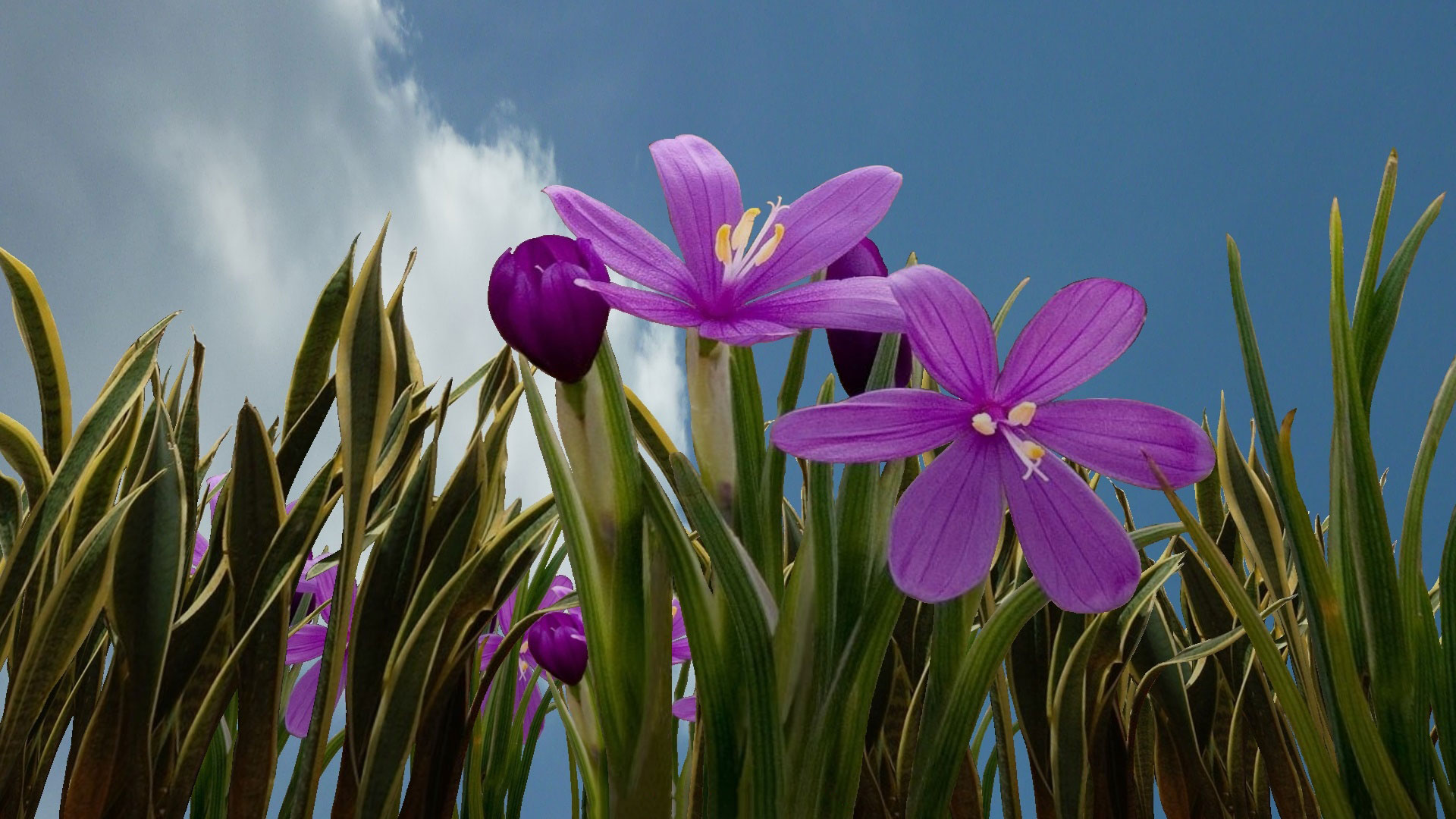 fond d'écran fleur hd téléchargement gratuit,plante à fleurs,fleur,pétale,plante,violet