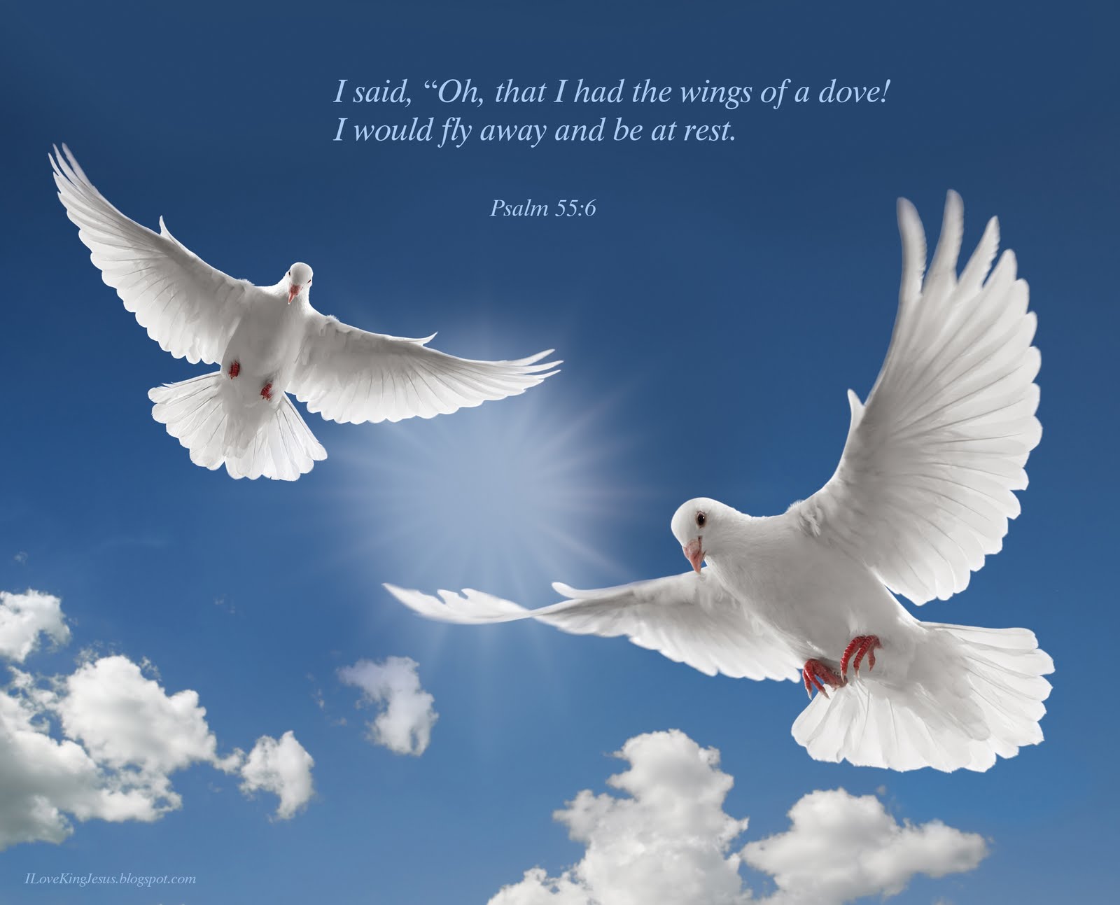 free christian wallpaper,bird,nature,rock dove,pigeons and doves,sky