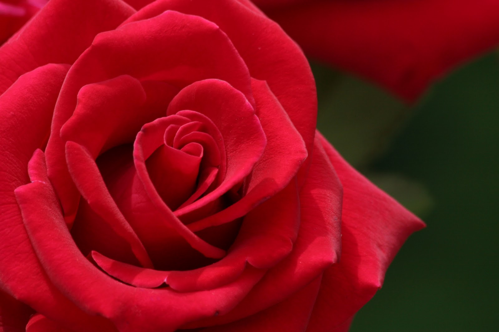 美しいバラの花の壁紙,花,庭のバラ,開花植物,花弁,赤