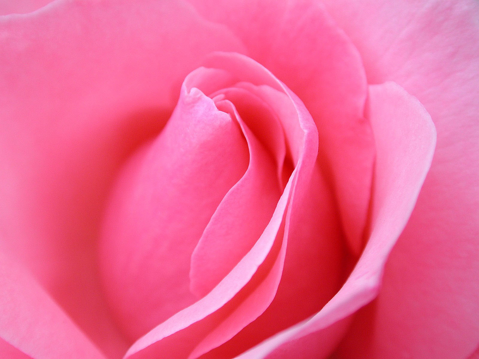 beautiful rose flower wallpaper,petal,pink,garden roses,flower,floribunda