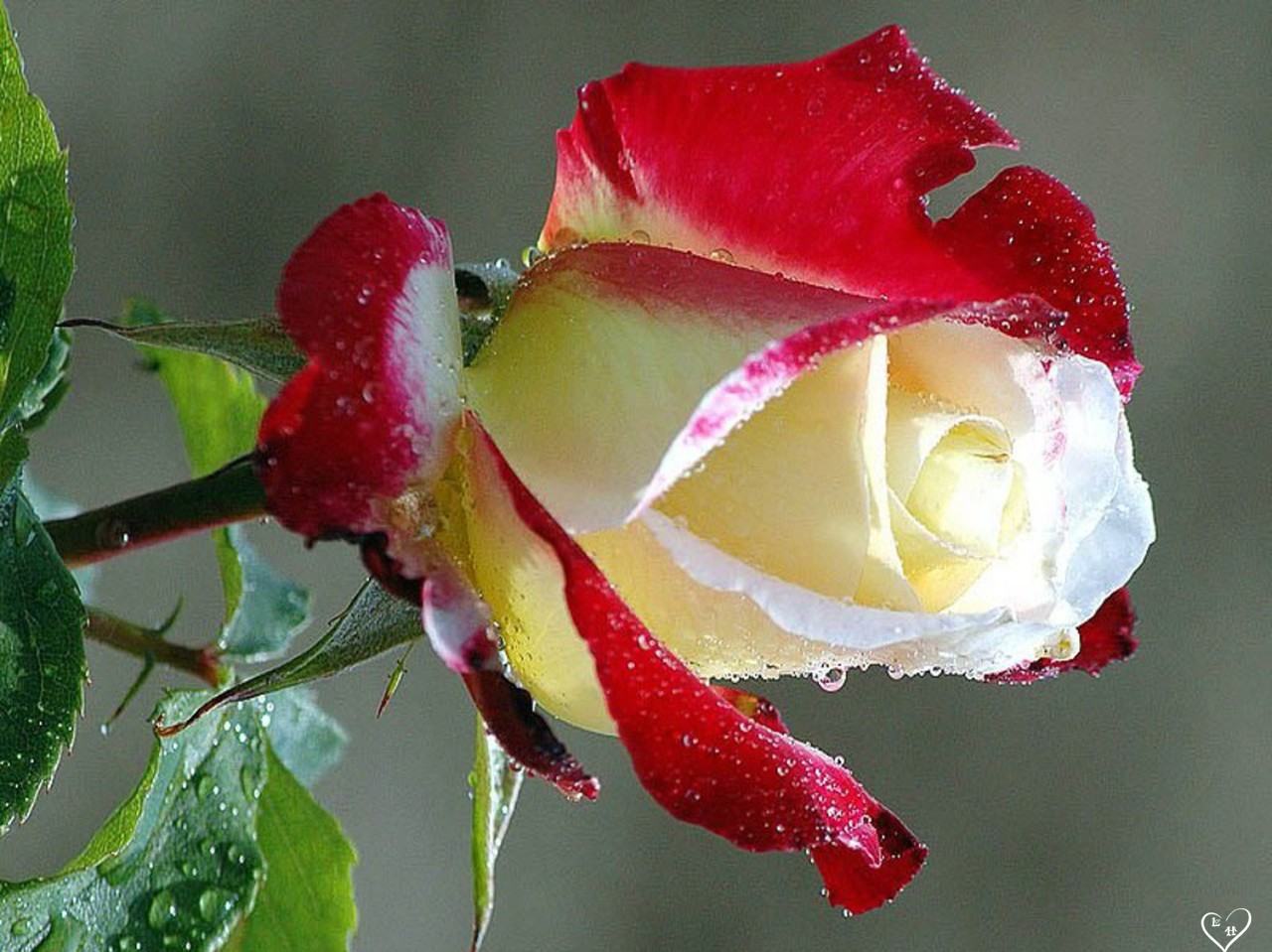 beautiful rose flower wallpaper,flower,garden roses,petal,red,hybrid tea rose