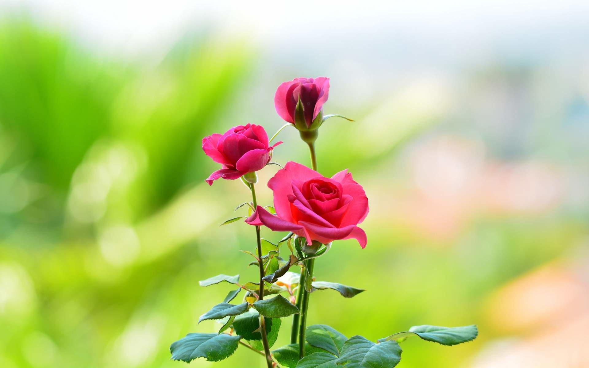 beau fond d'écran fleur rose,fleur,plante à fleurs,rose,plante,pétale