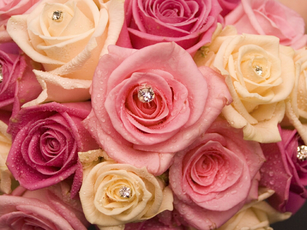 美しいバラの花の壁紙,花,庭のバラ,開花植物,ローズ,ピンク
