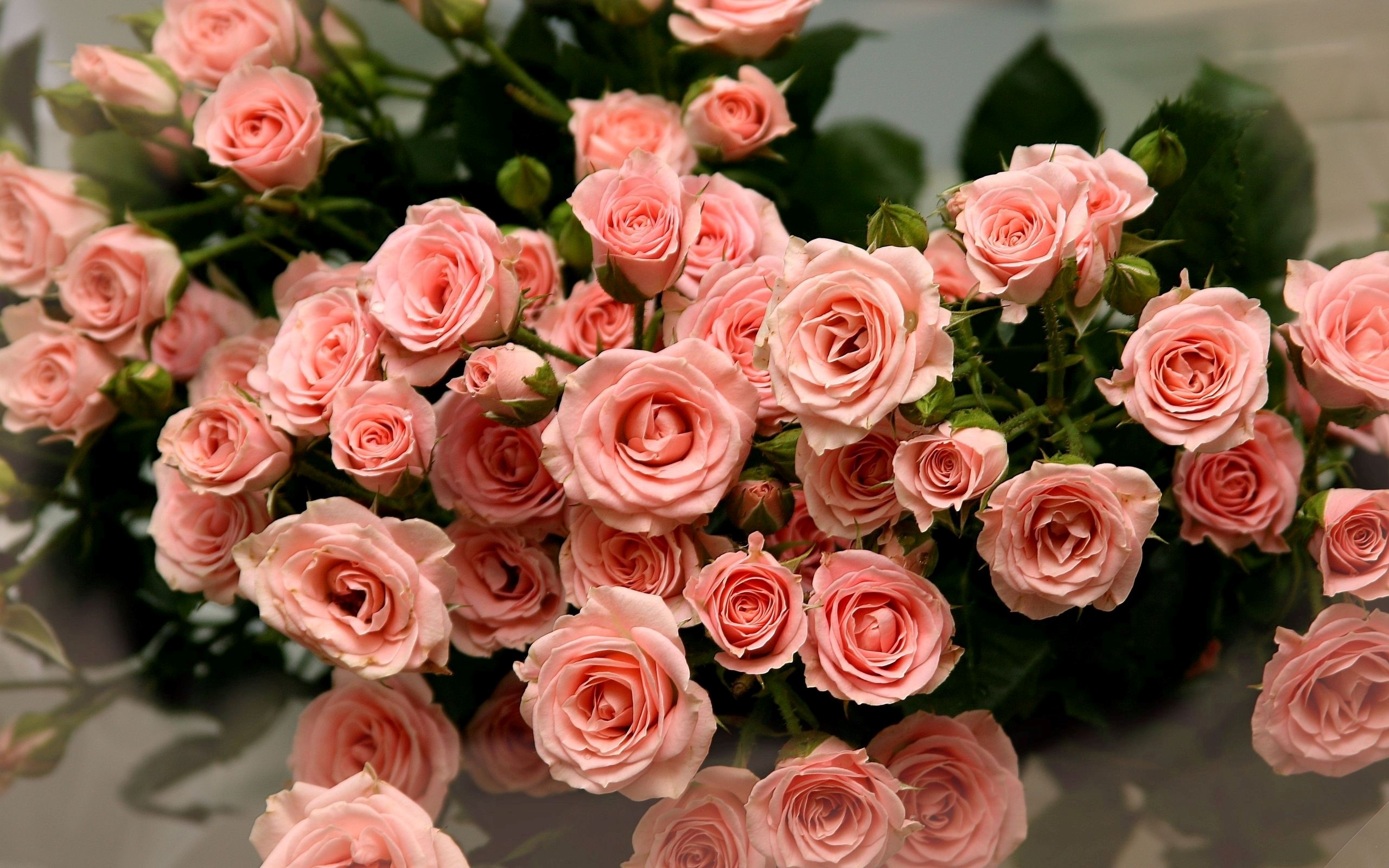 美しいバラの花の壁紙,花,ローズ,庭のバラ,開花植物,工場