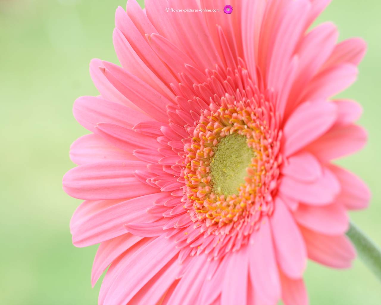 sfondo del desktop floreale,fiore,pianta fiorita,barberia daisy,petalo,gerbera