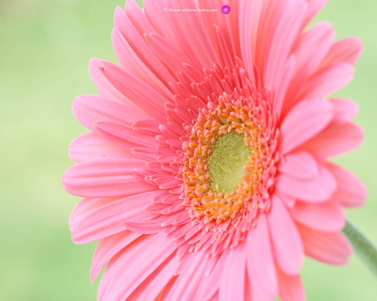 floral desktop wallpaper,flower,flowering plant,barberton daisy,petal,gerbera