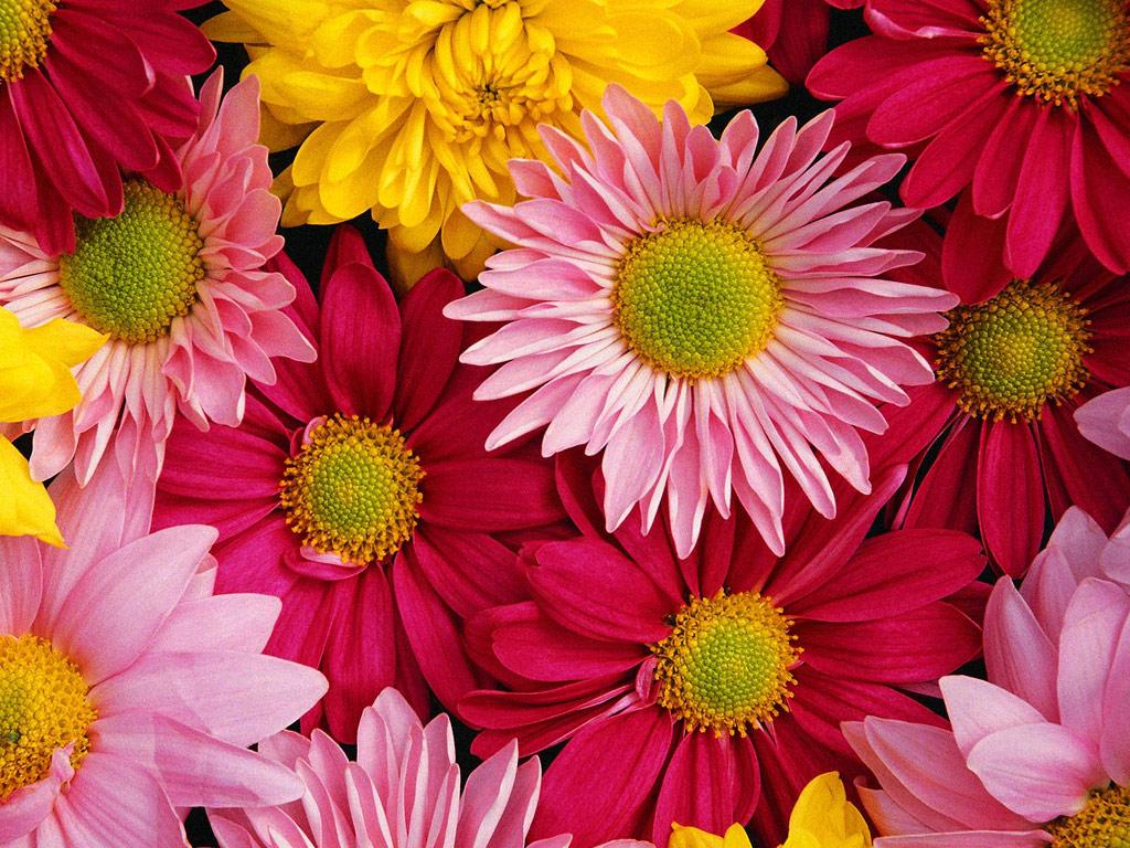 floral desktop wallpaper,flower,flowering plant,plant,petal,barberton daisy