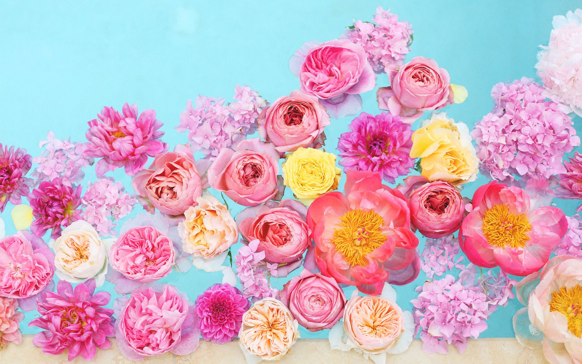 floral desktop wallpaper,flower,pink,rose,garden roses,plant
